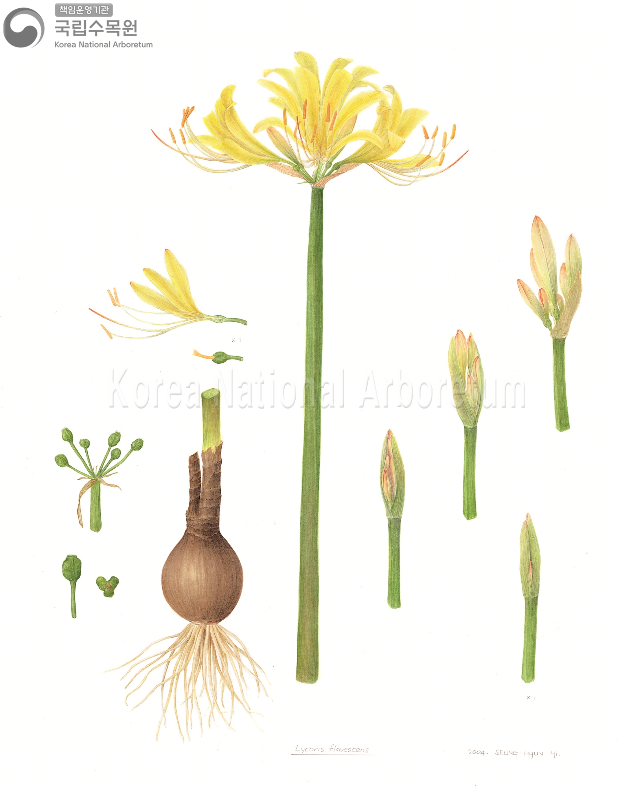 Plant Illustration Detailed View