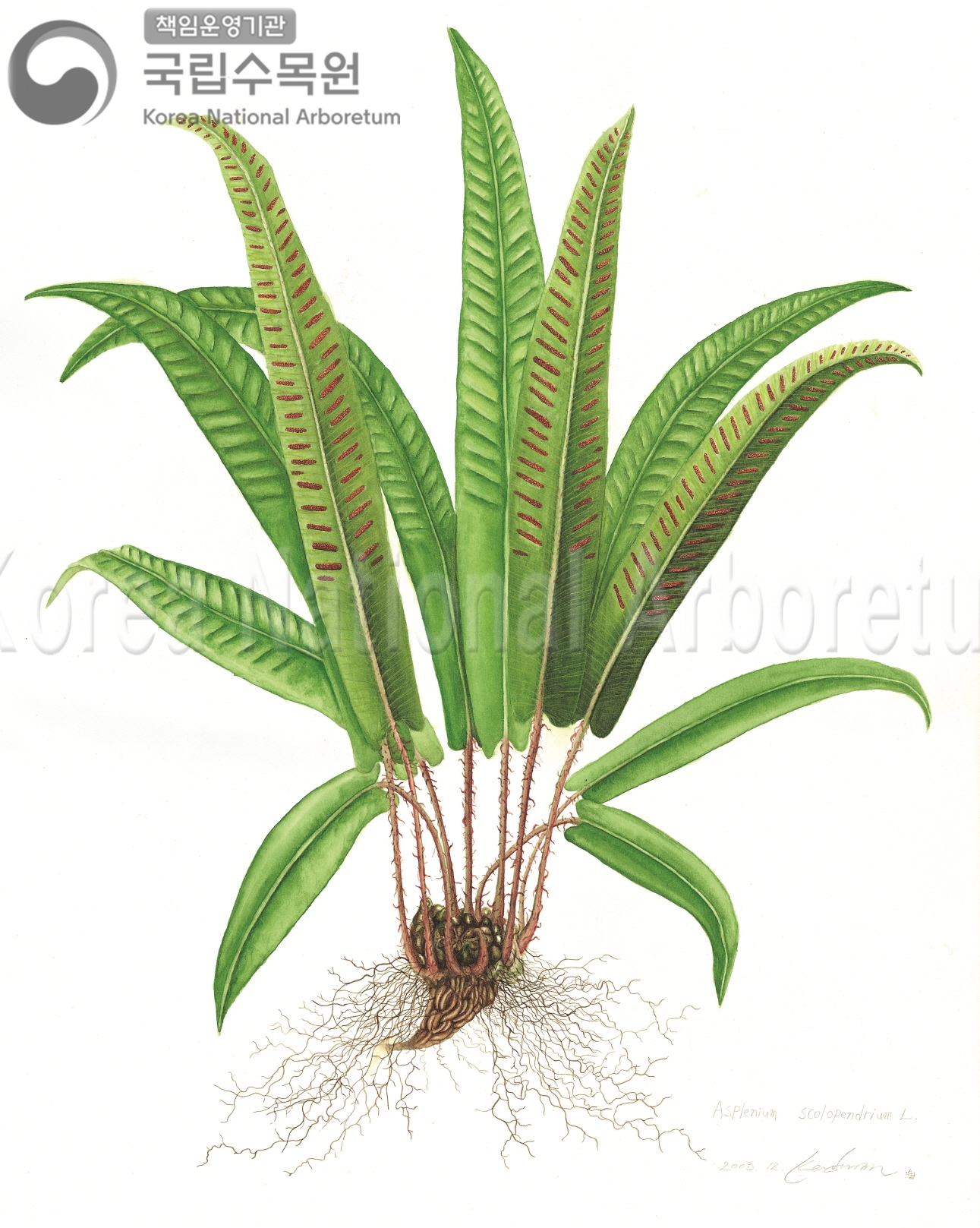 Plant Illustration Detailed View