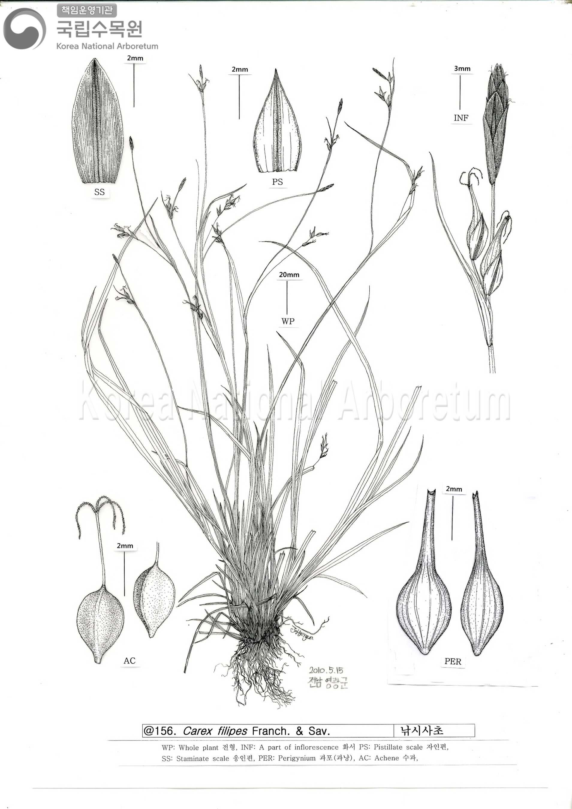 Plant Illustration Detailed View