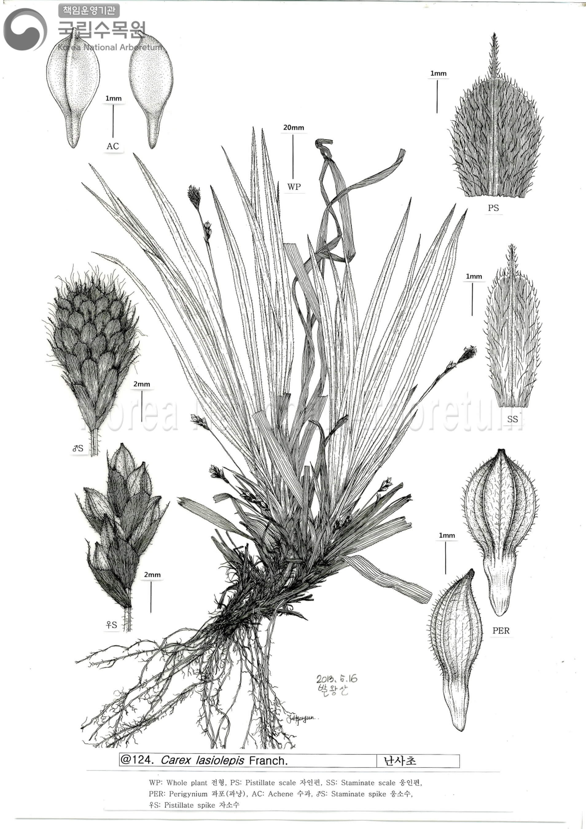 Plant Illustration Detailed View