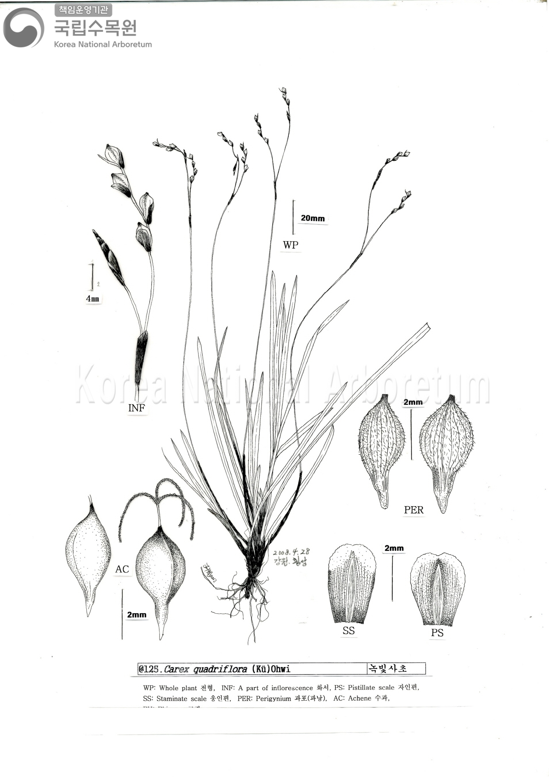 Plant Illustration Detailed View