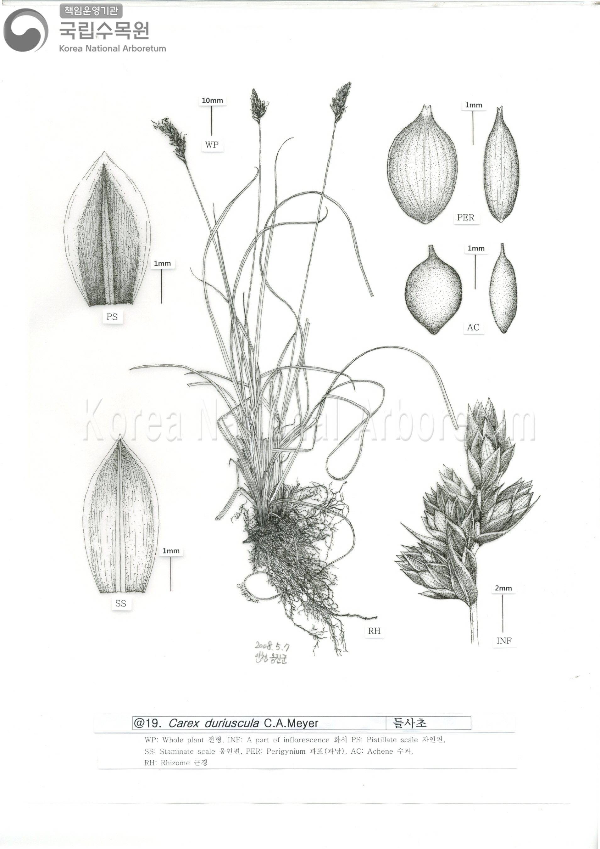 Plant Illustration Detailed View