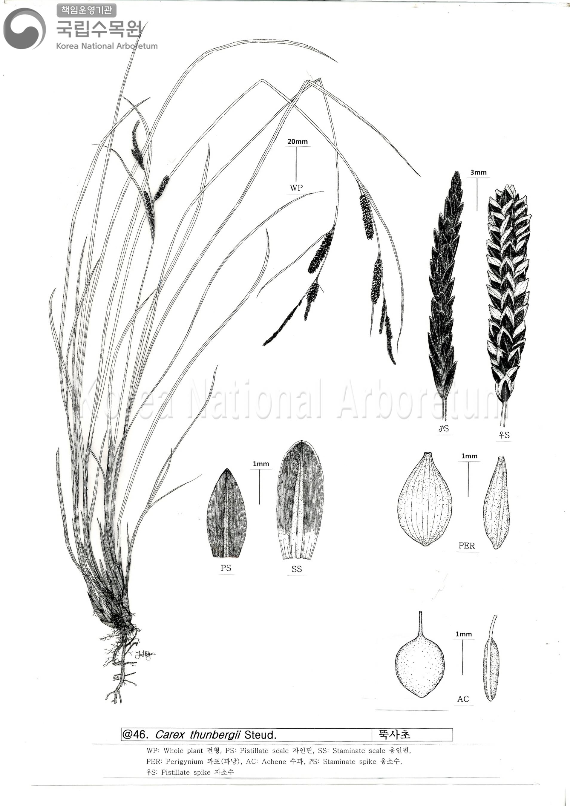 Plant Illustration Detailed View