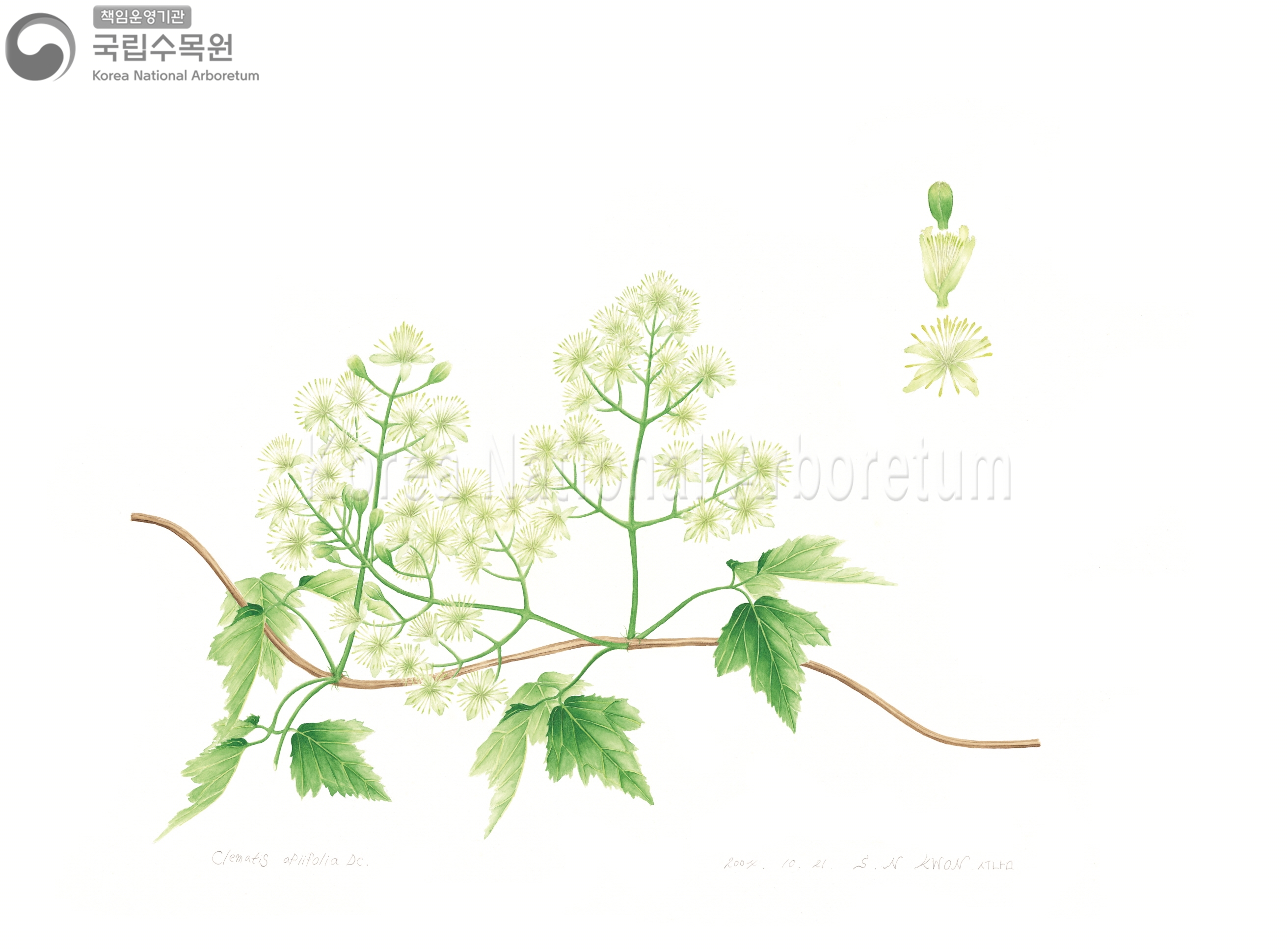 Plant Illustration Detailed View