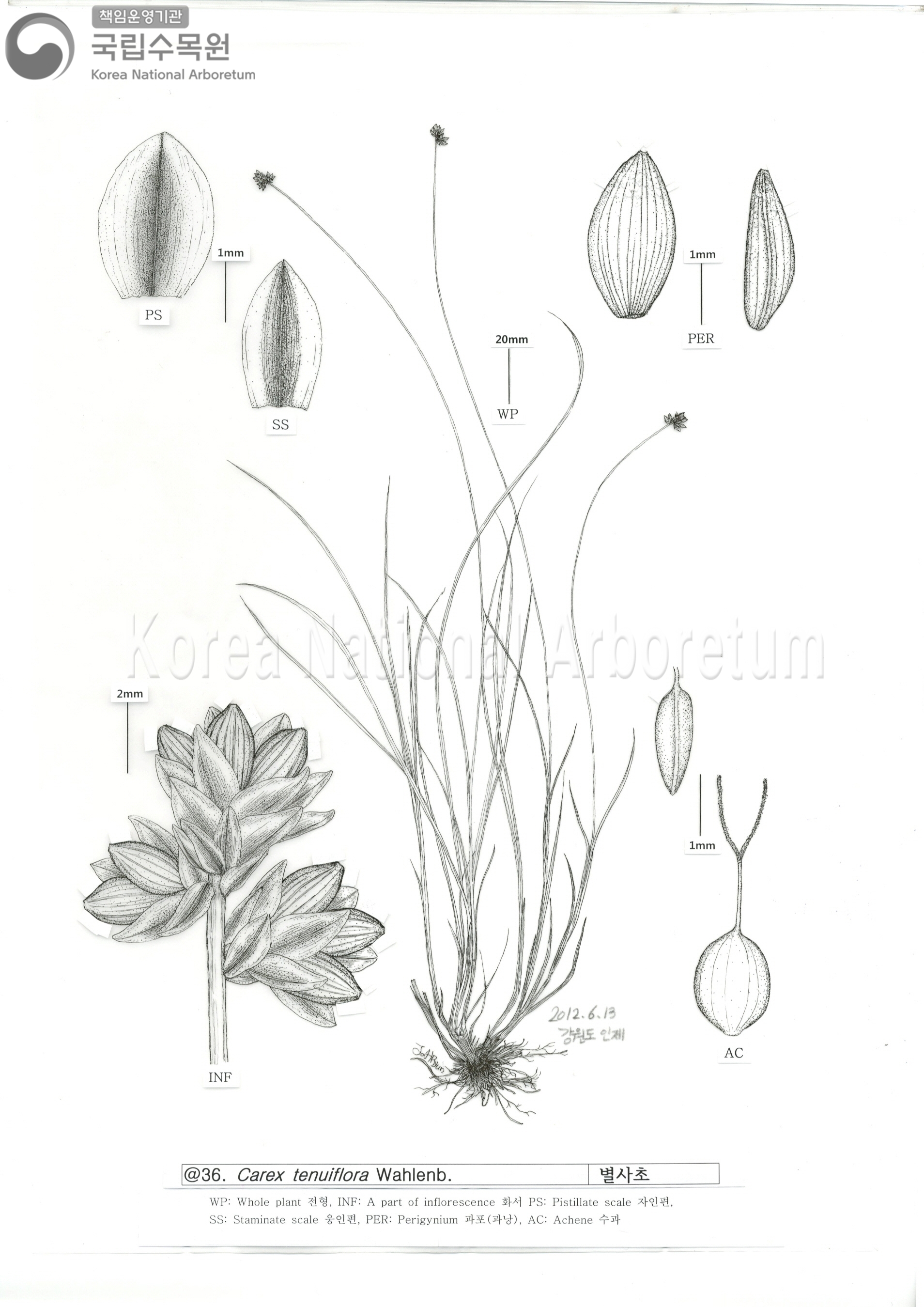 Plant Illustration Detailed View