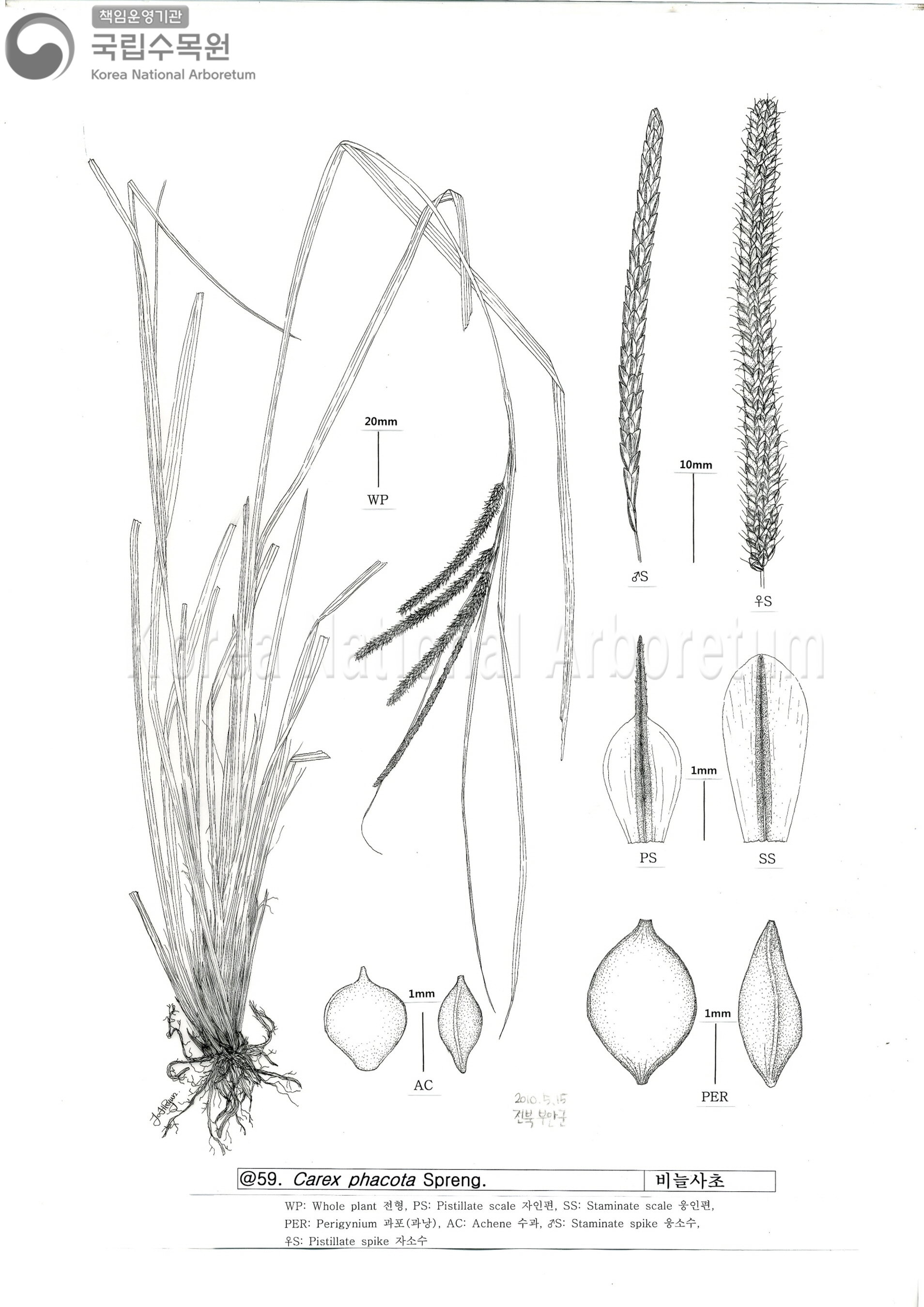 Plant Illustration Detailed View