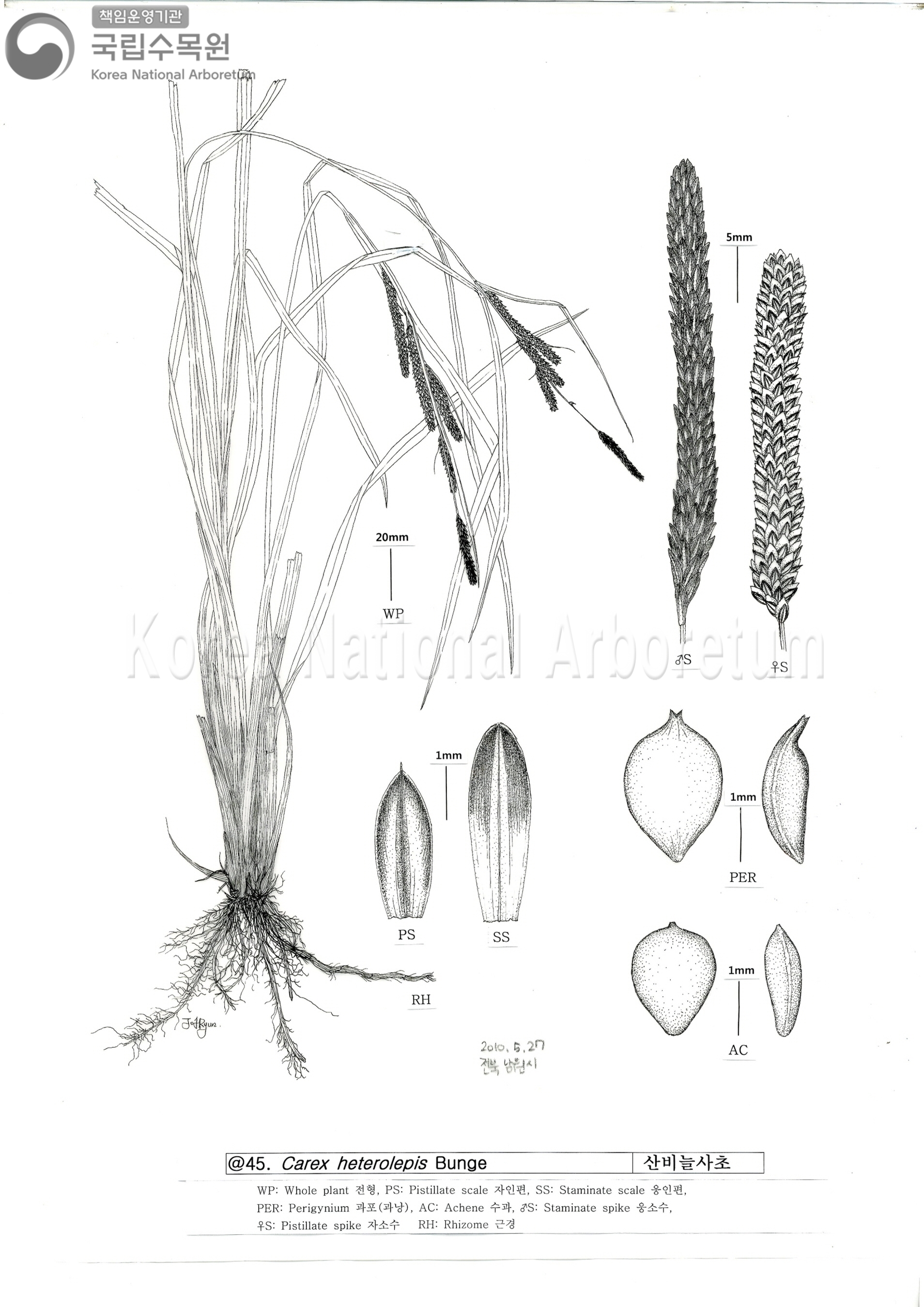 Plant Illustration Detailed View