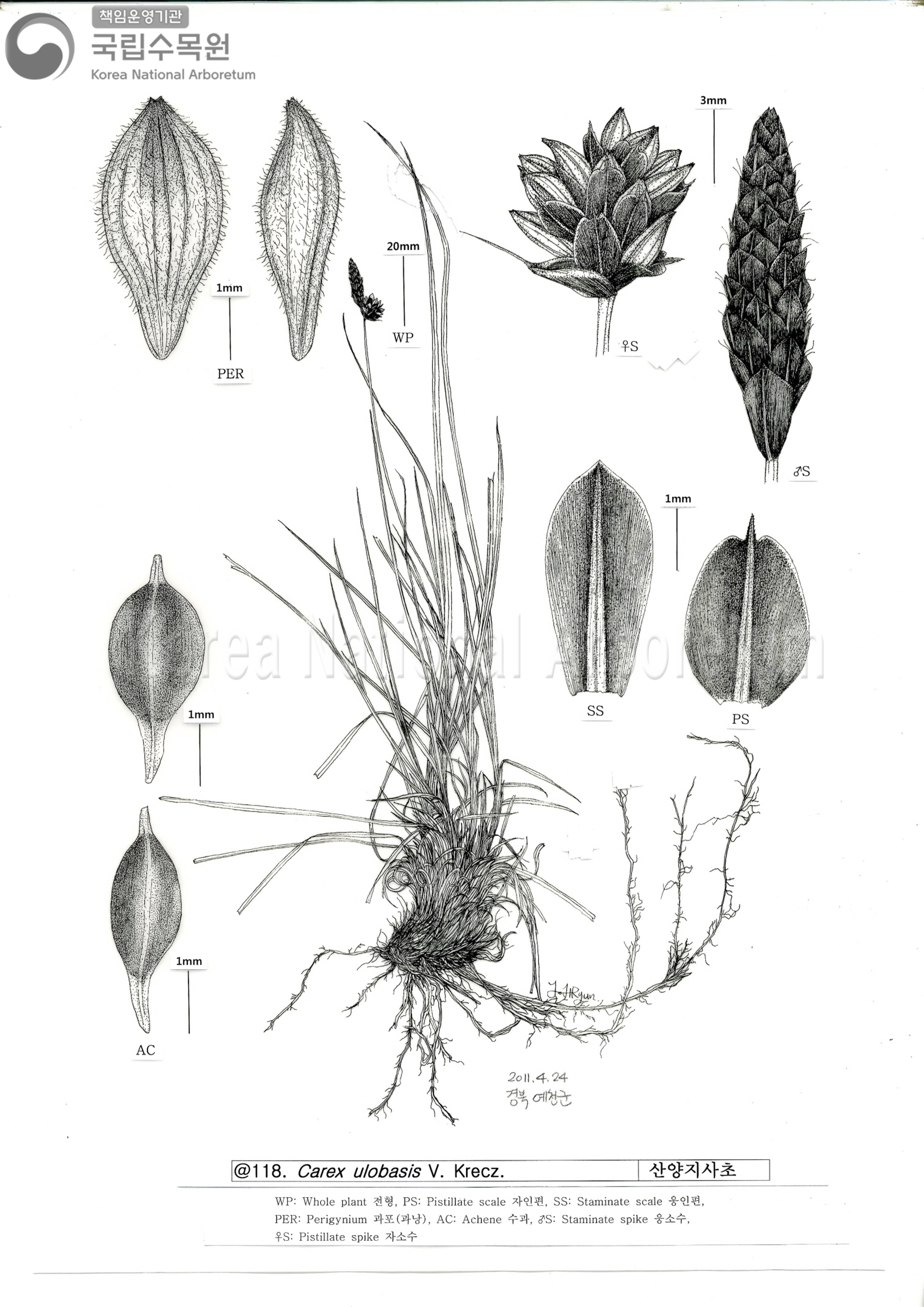 Plant Illustration Detailed View