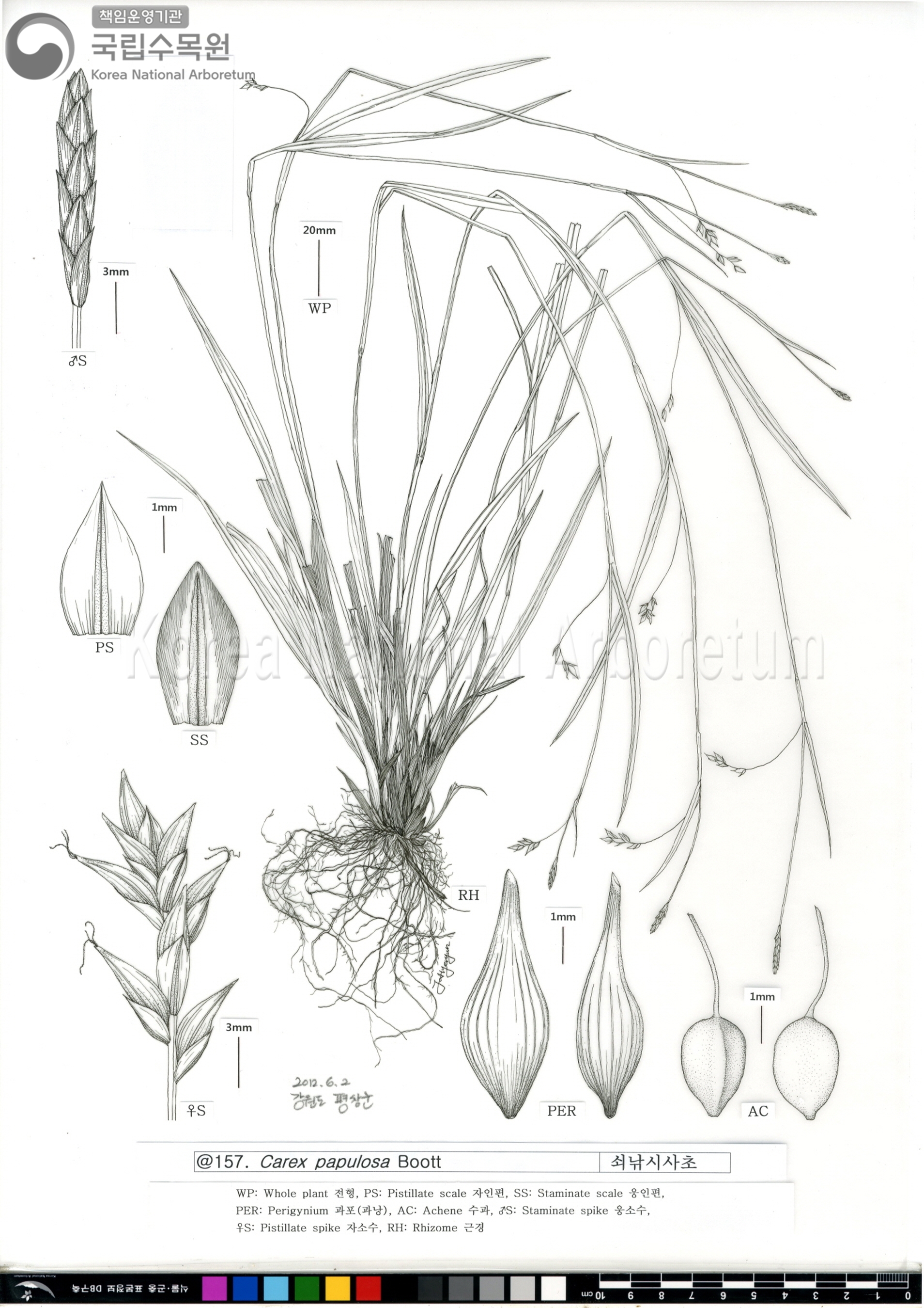 Plant Illustration Detailed View