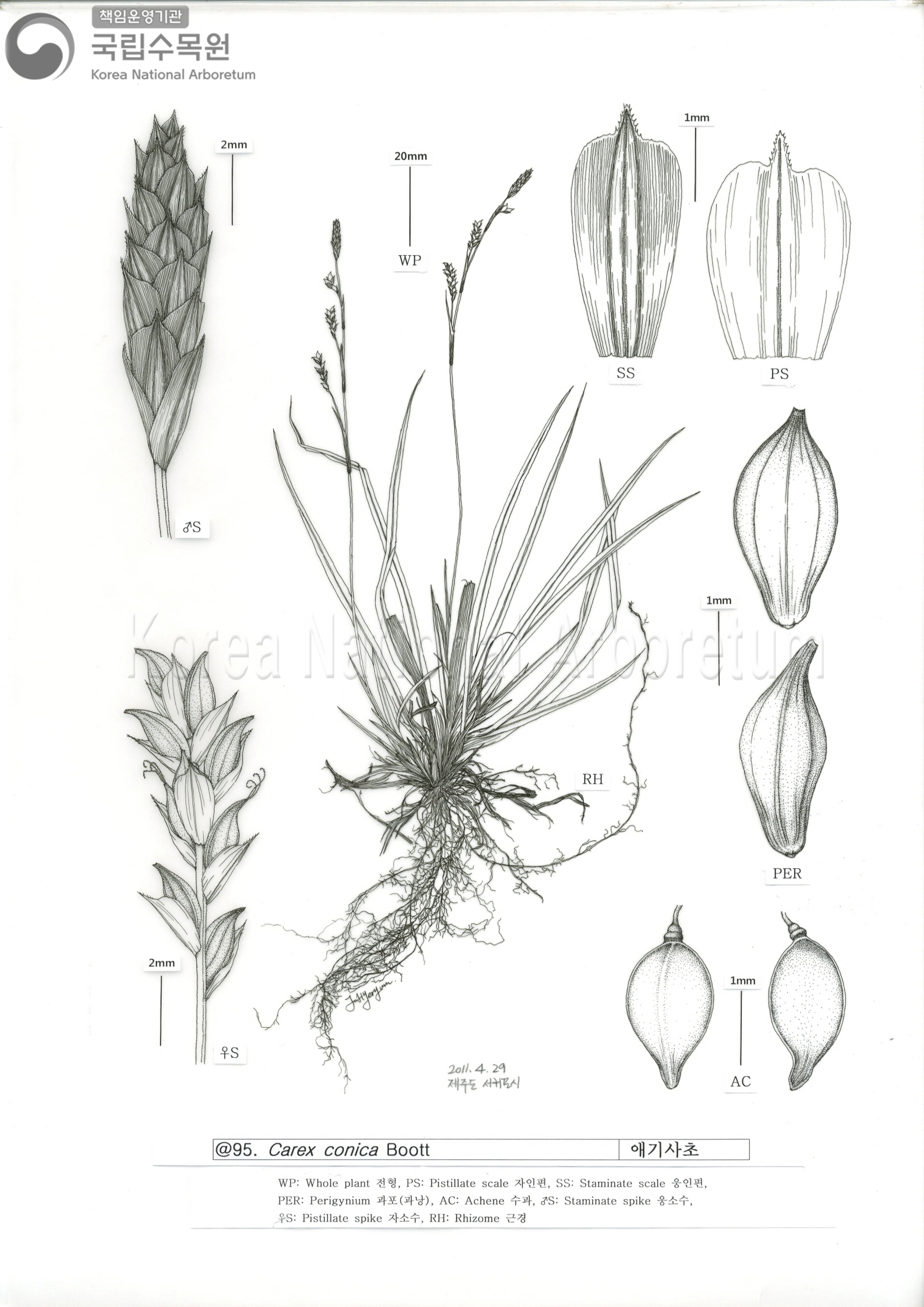 Plant Illustration Detailed View