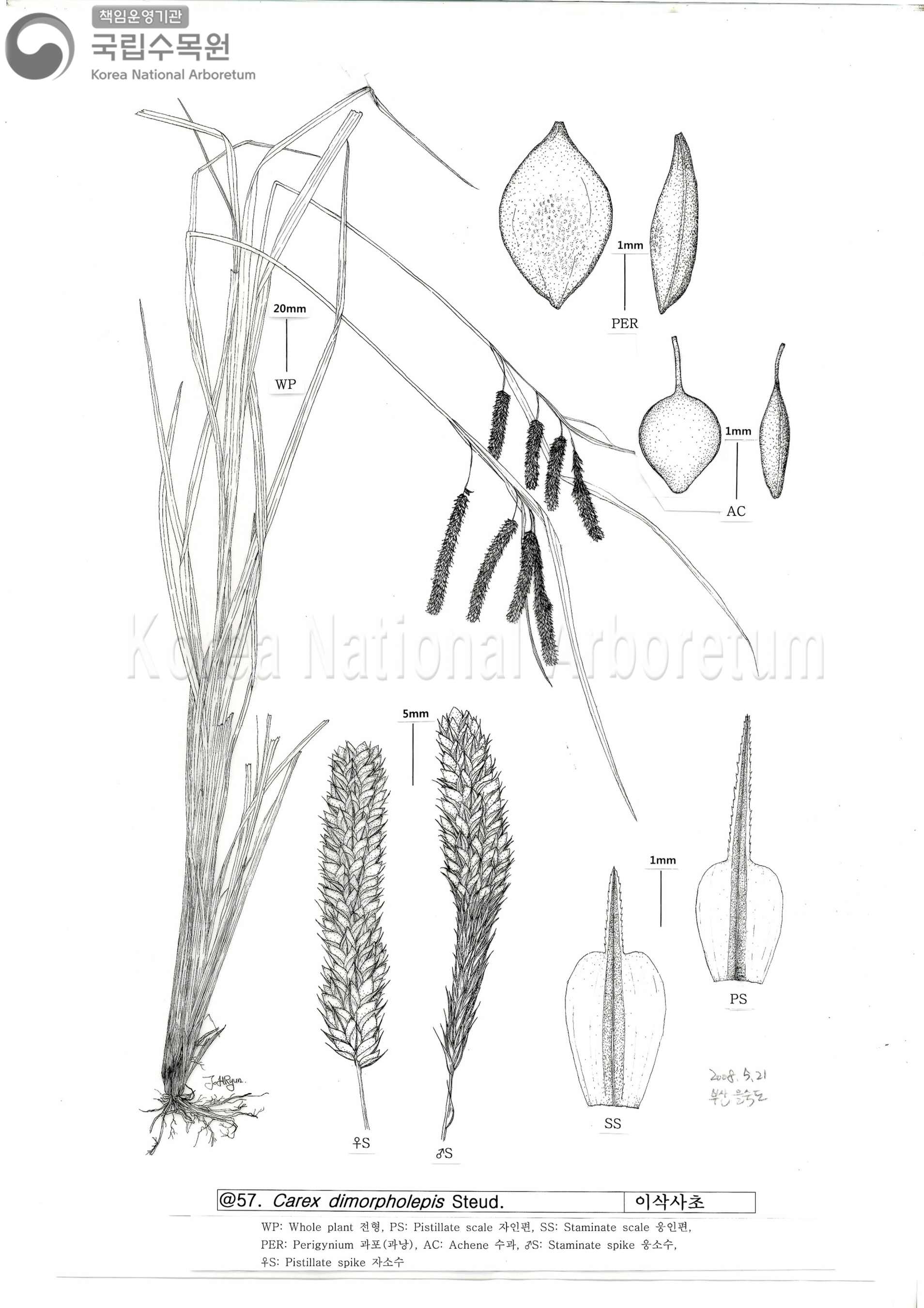 Plant Illustration Detailed View