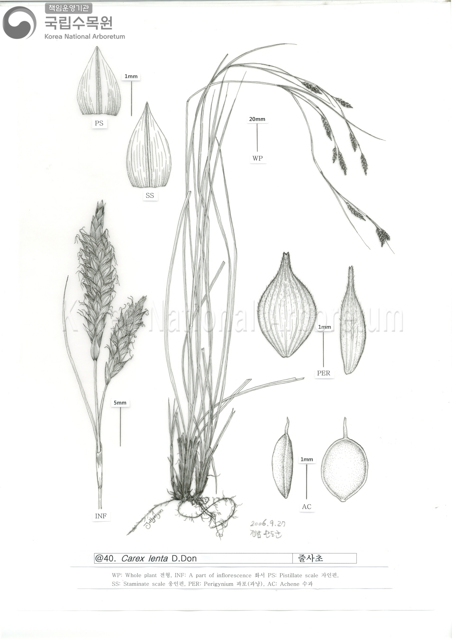 Plant Illustration Detailed View