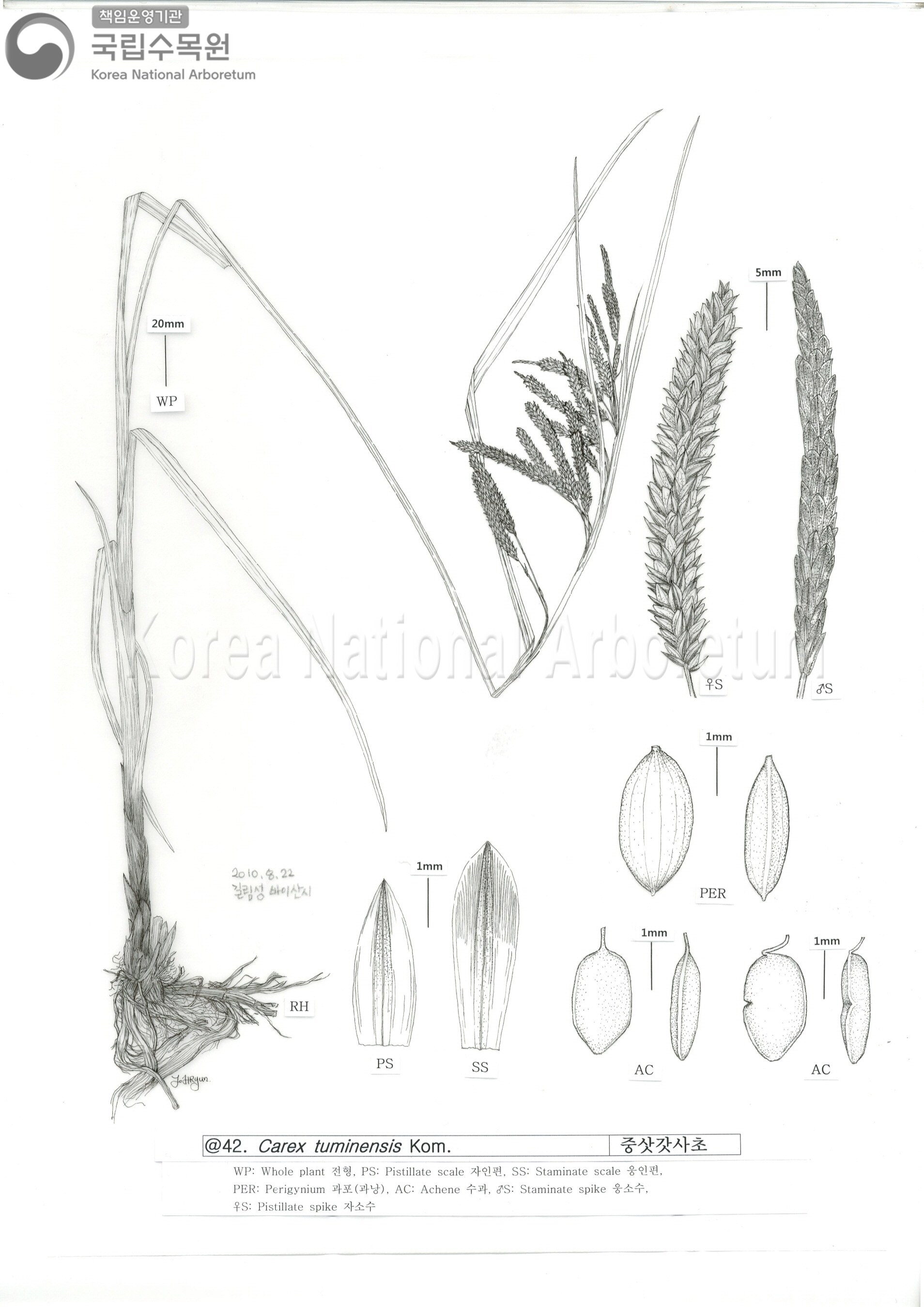 Plant Illustration Detailed View