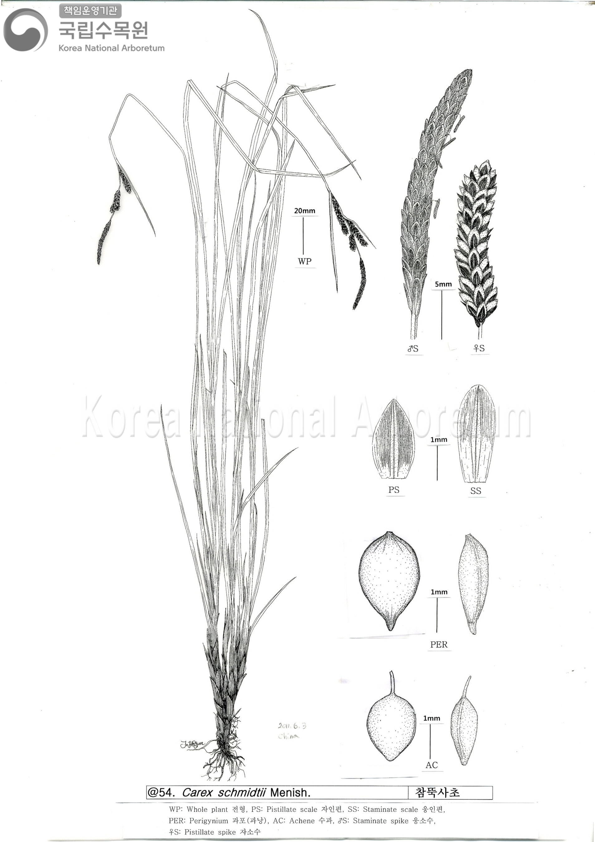 Plant Illustration Detailed View