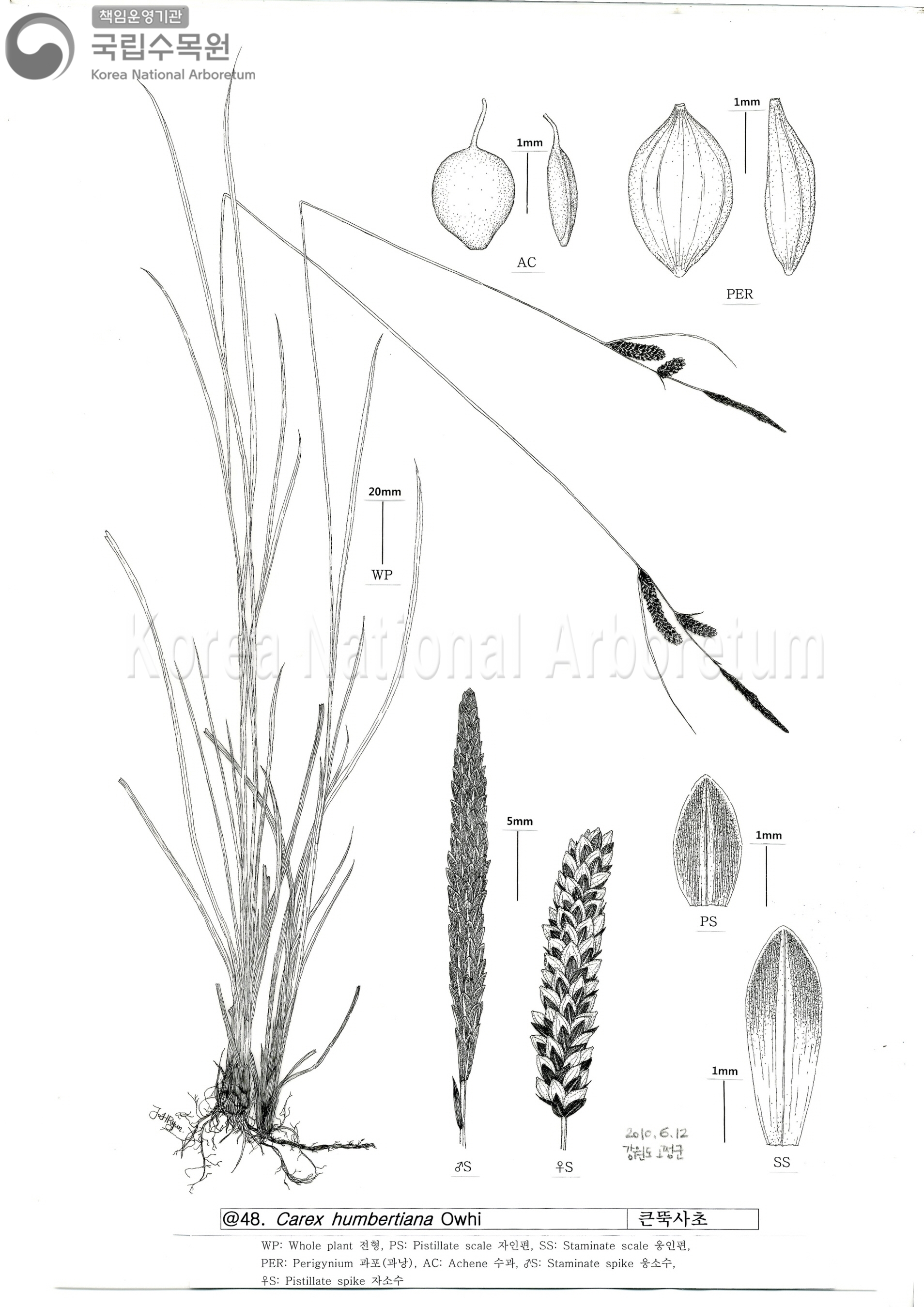 Plant Illustration Detailed View