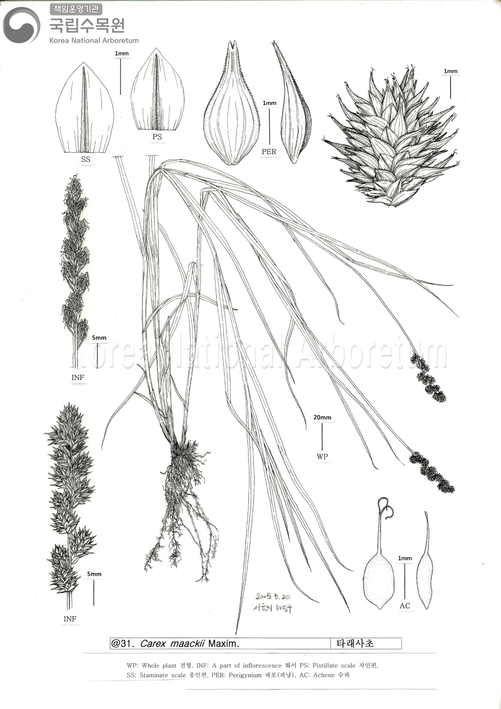 Plant Illustration Detailed View