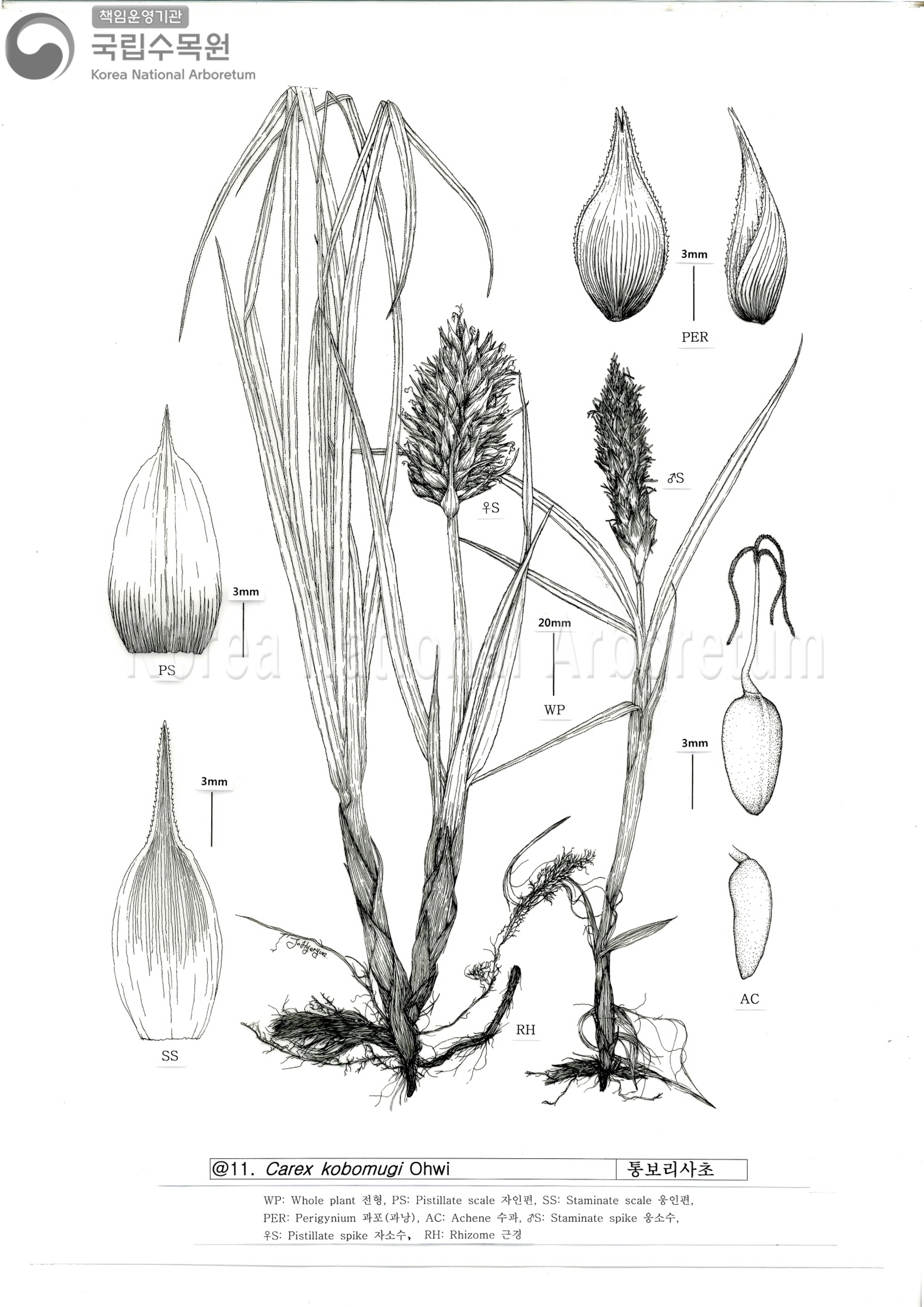 Plant Illustration Detailed View