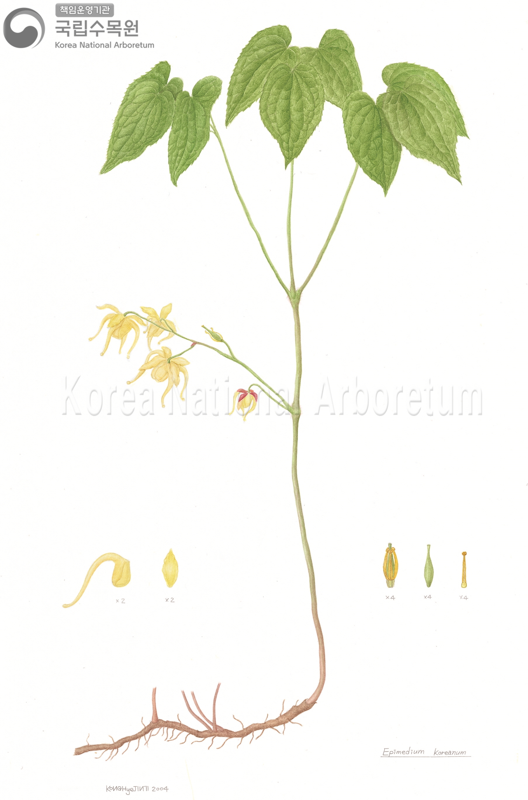 Plant Illustration Detailed View