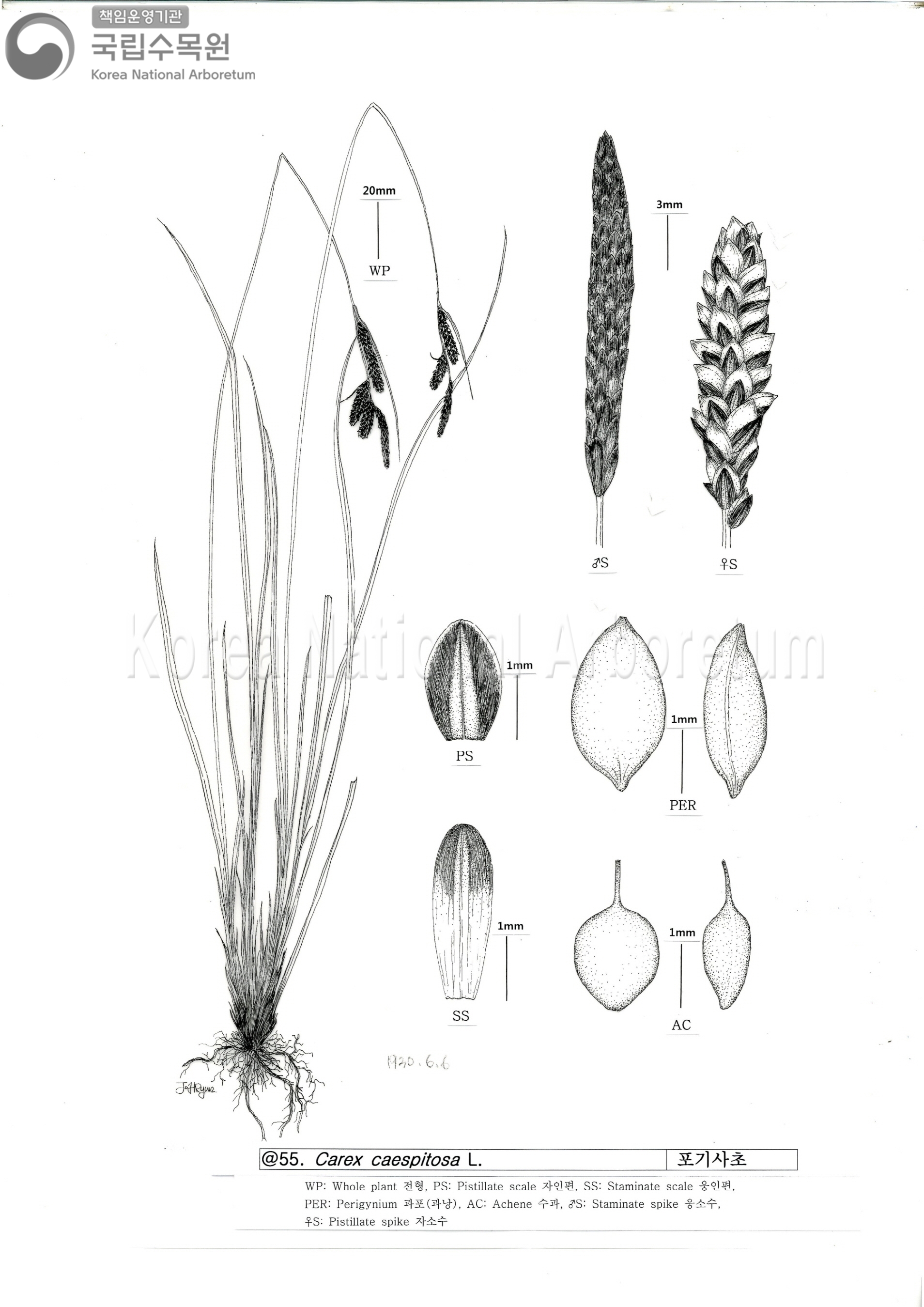 Plant Illustration Detailed View