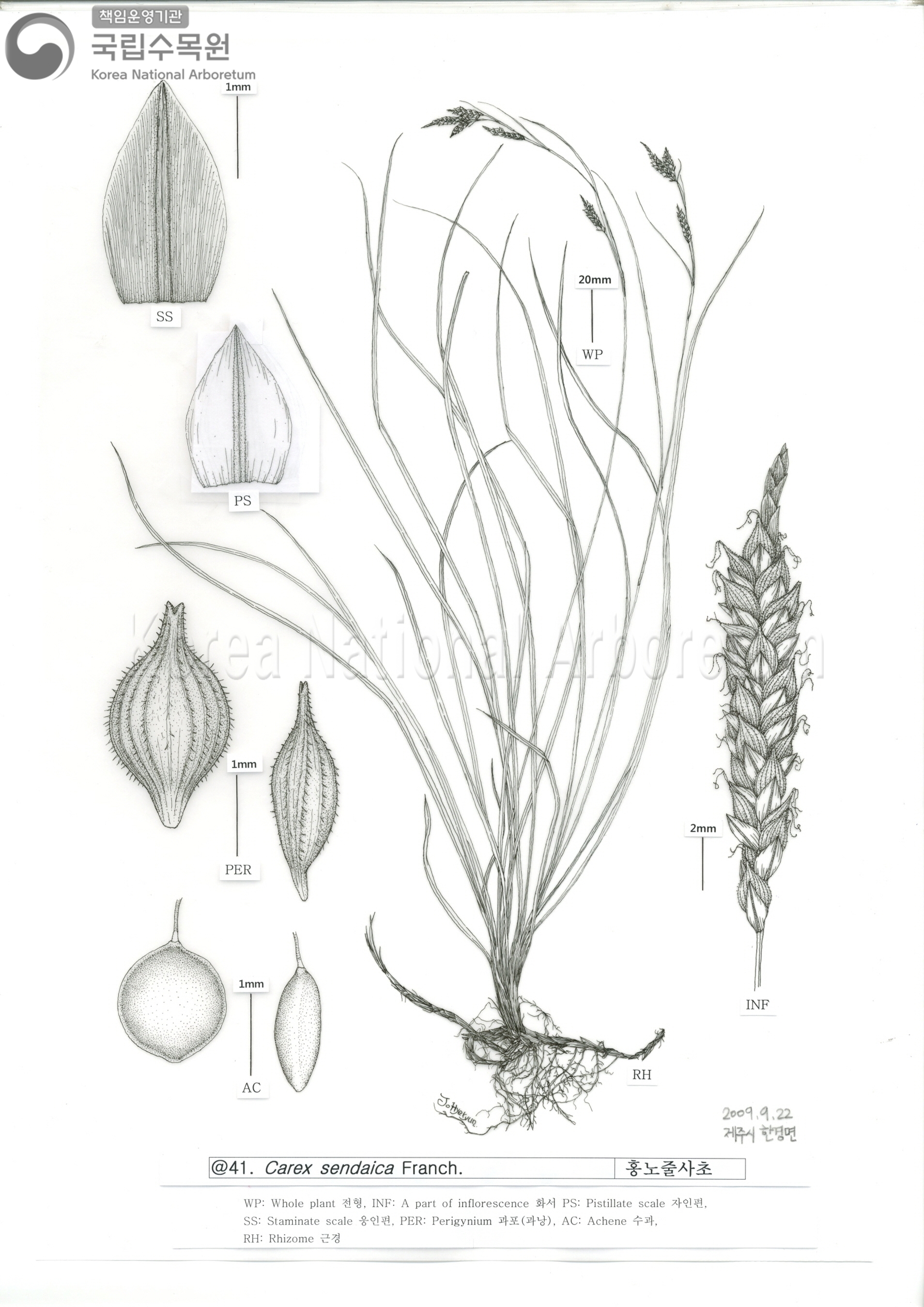 Plant Illustration Detailed View