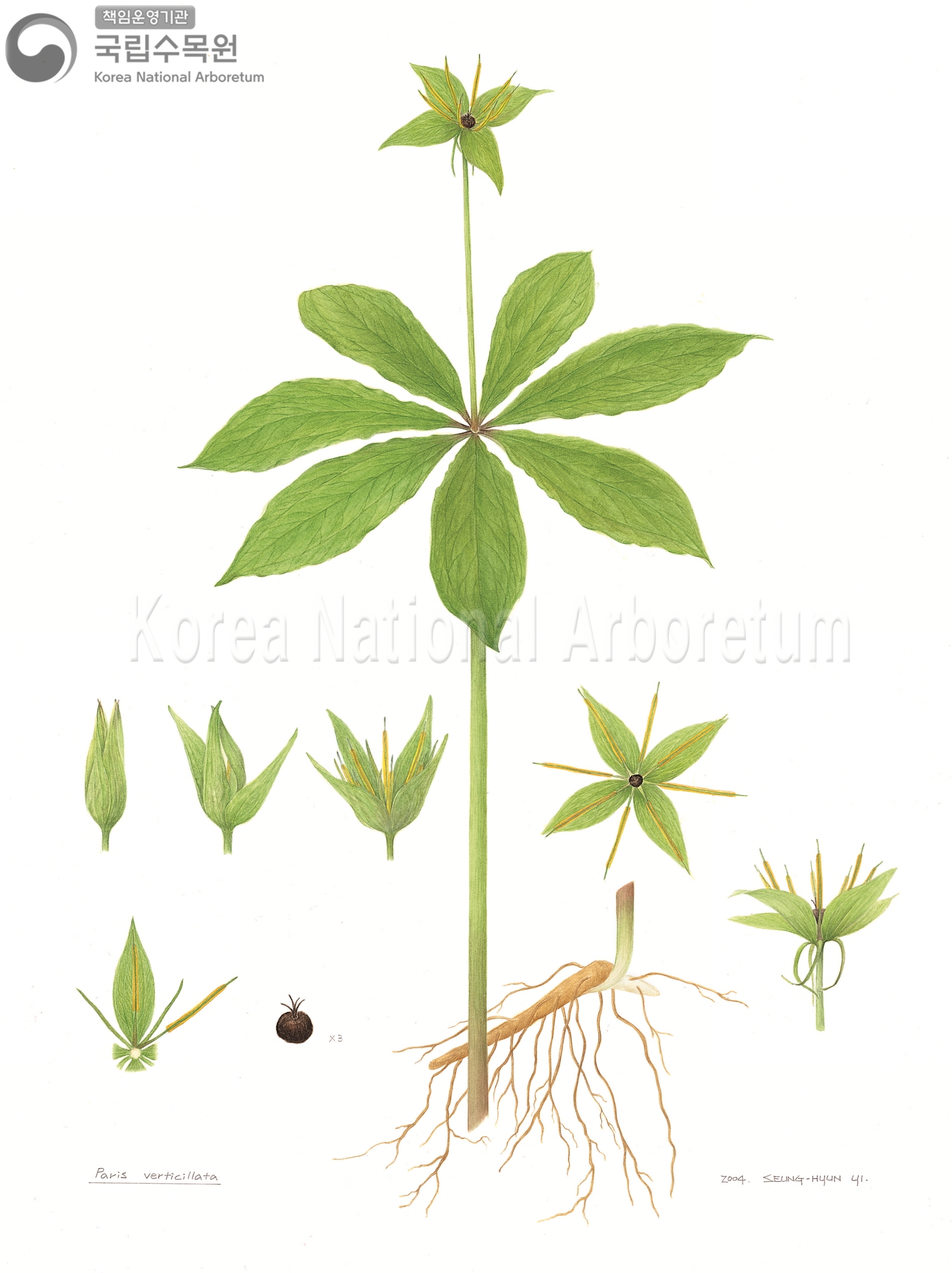 Plant Illustration Detailed View