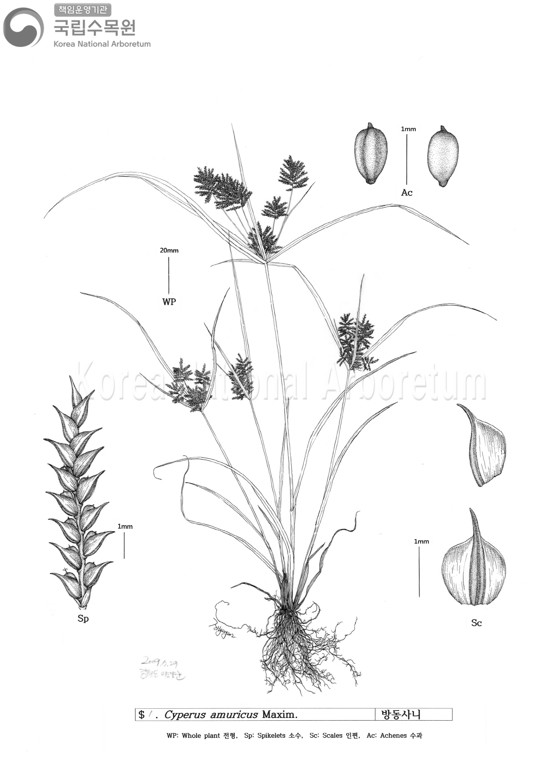 Plant Illustration Detailed View