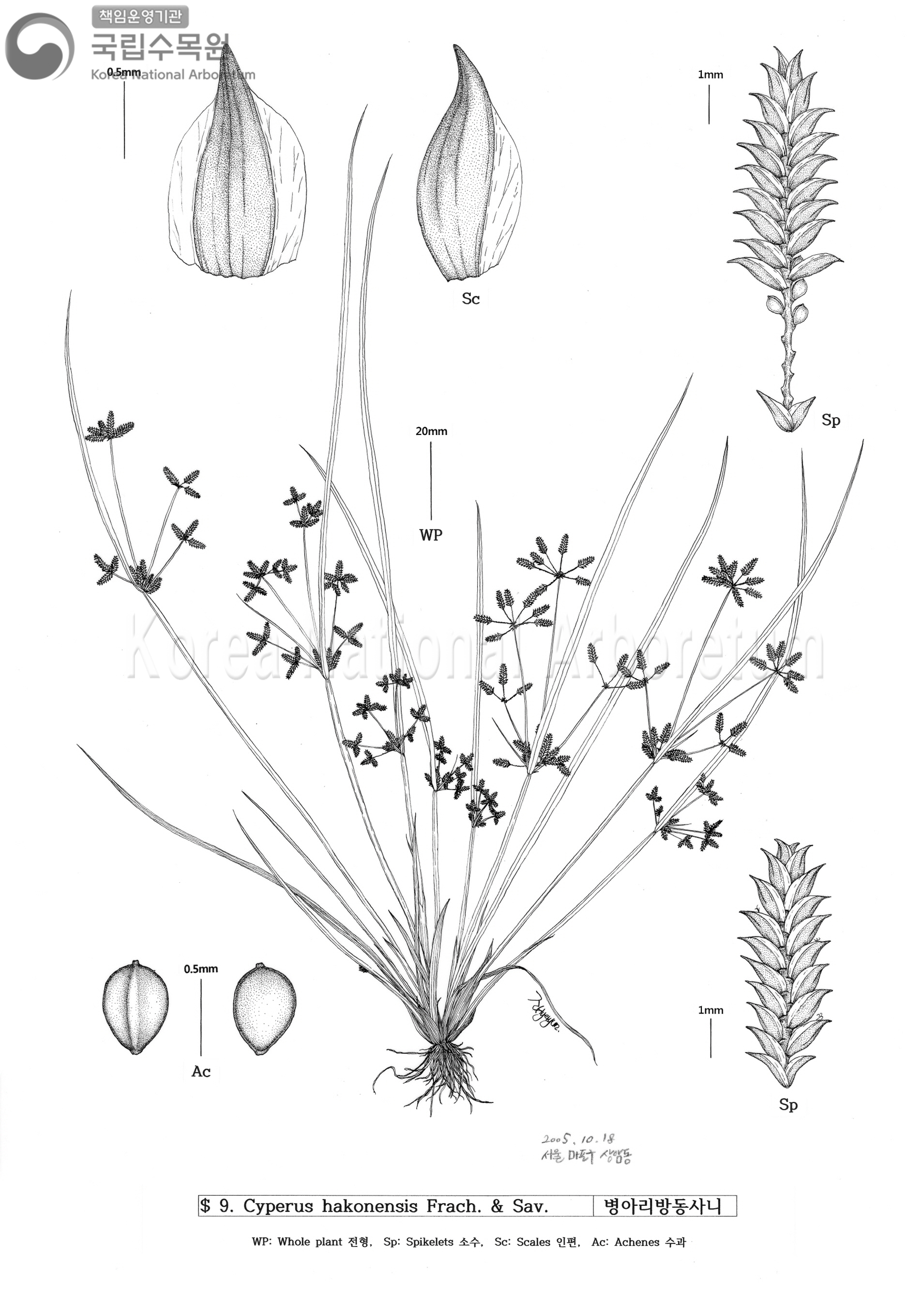 Plant Illustration Detailed View