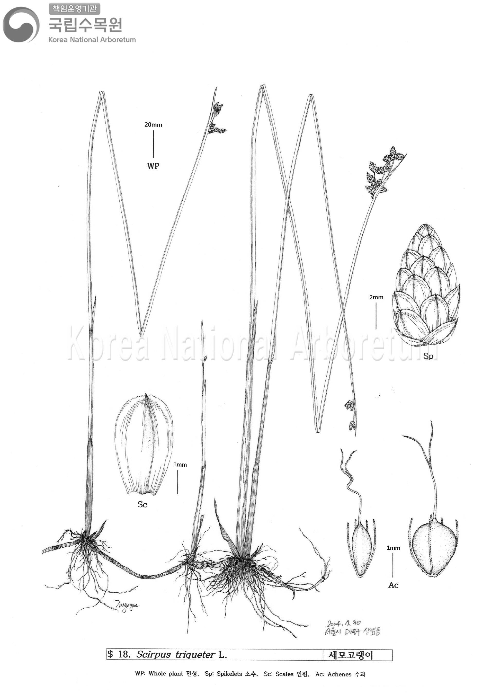 Plant Illustration Detailed View