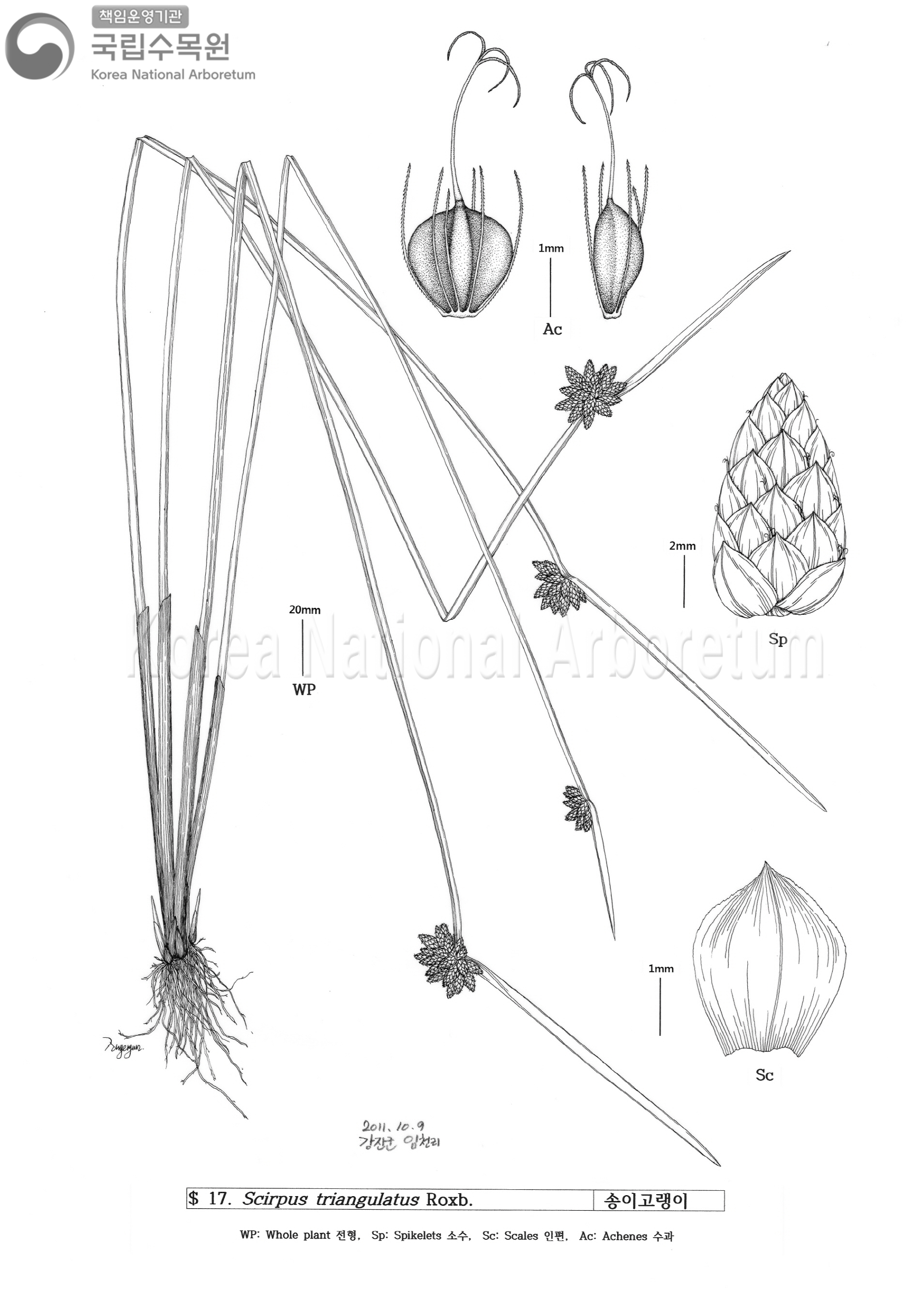 Plant Illustration Detailed View