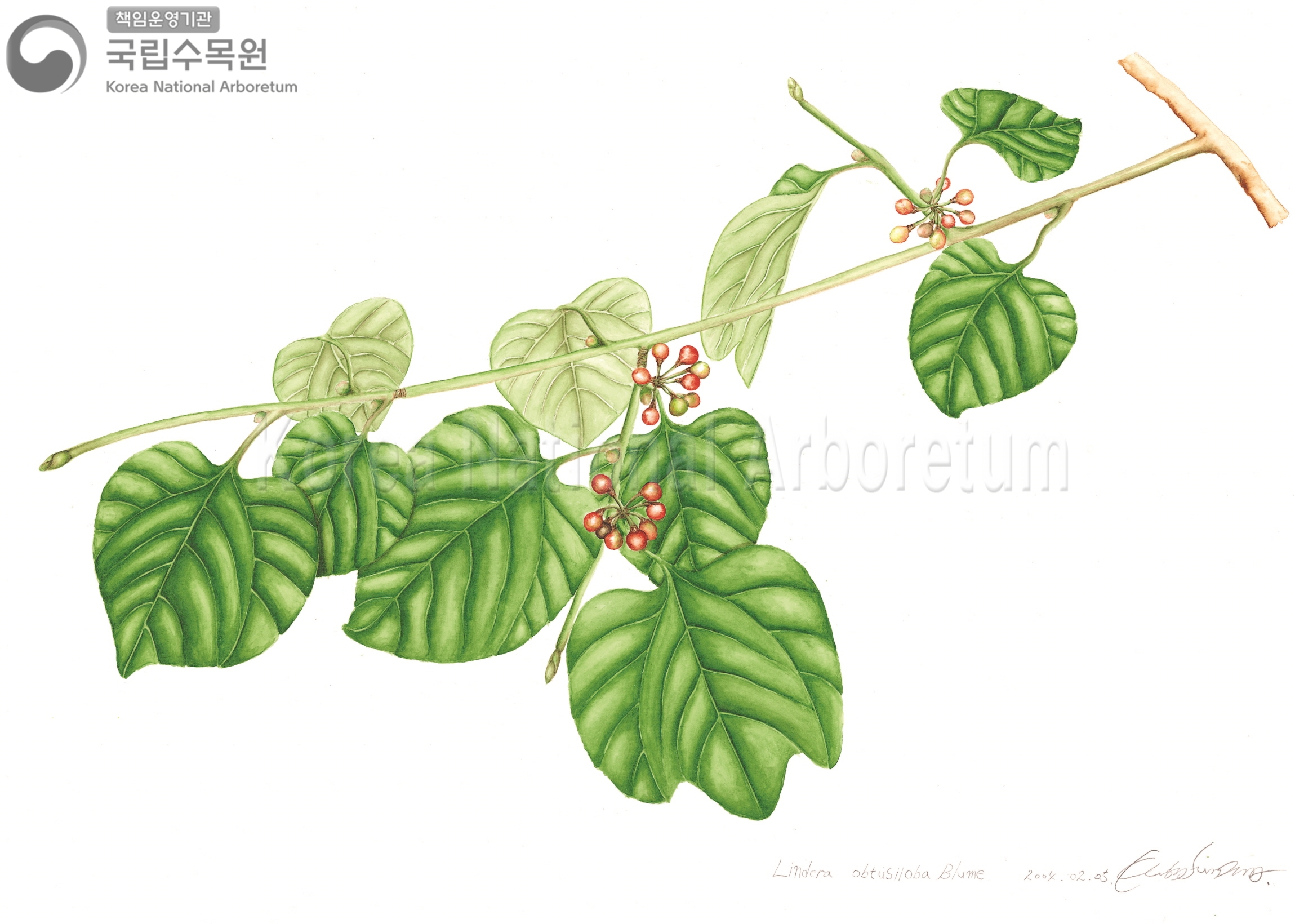 Plant Illustration Detailed View