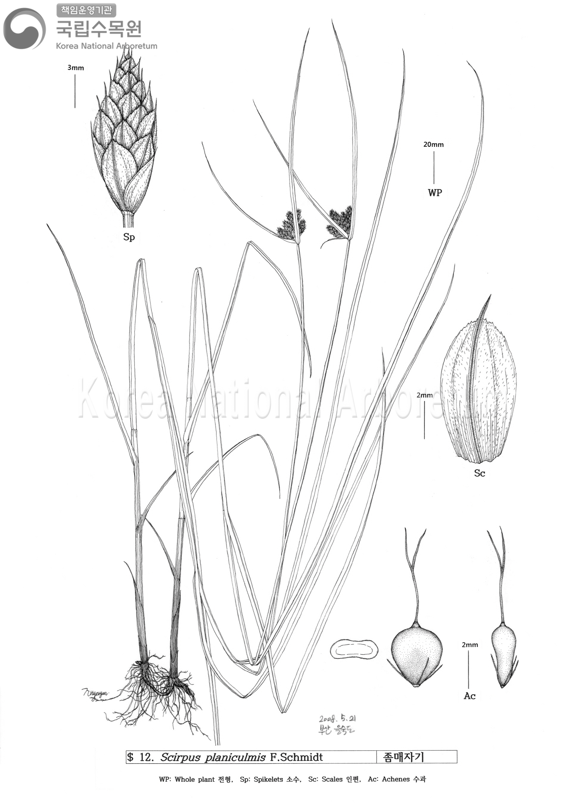 Plant Illustration Detailed View