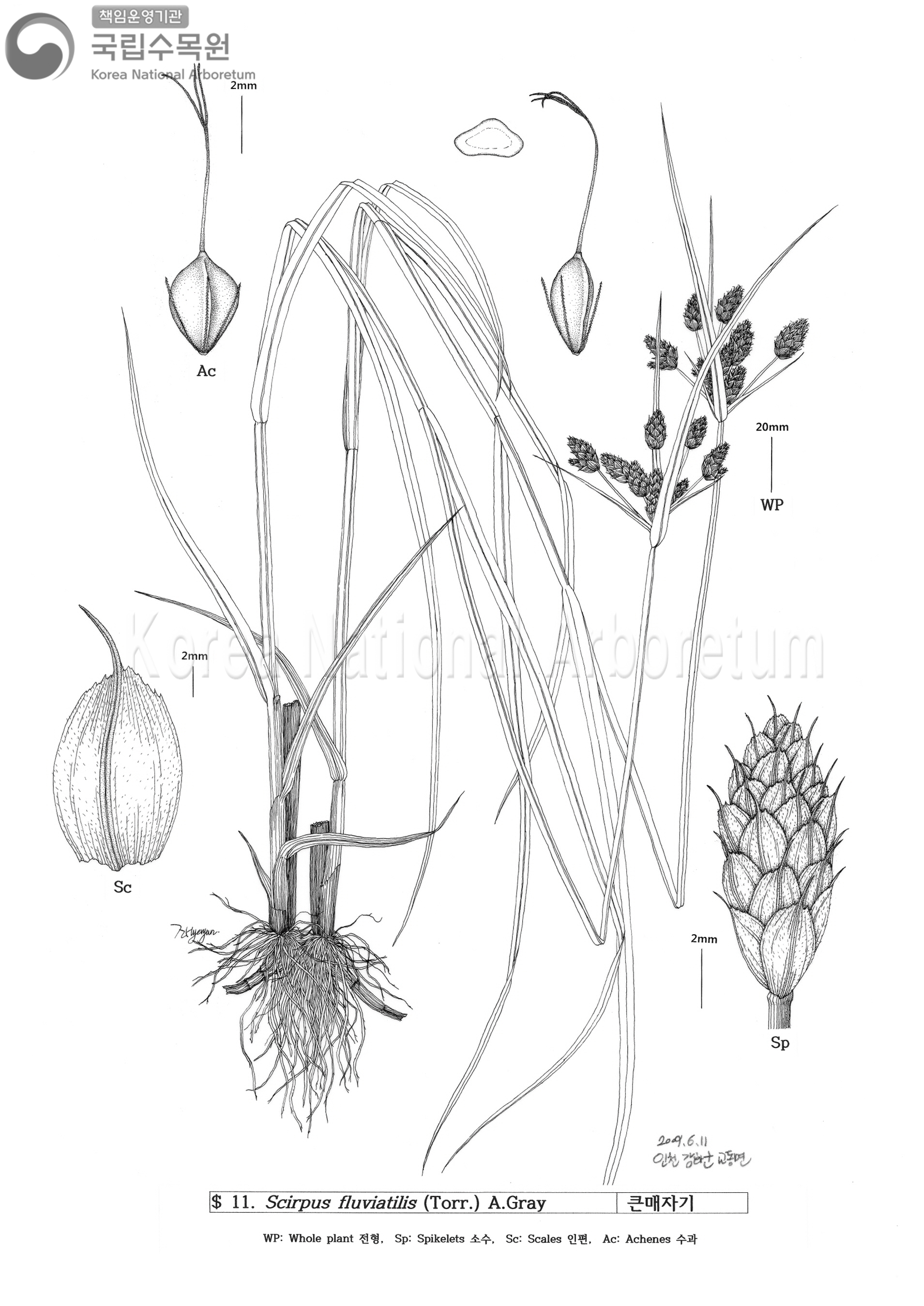 Plant Illustration Detailed View