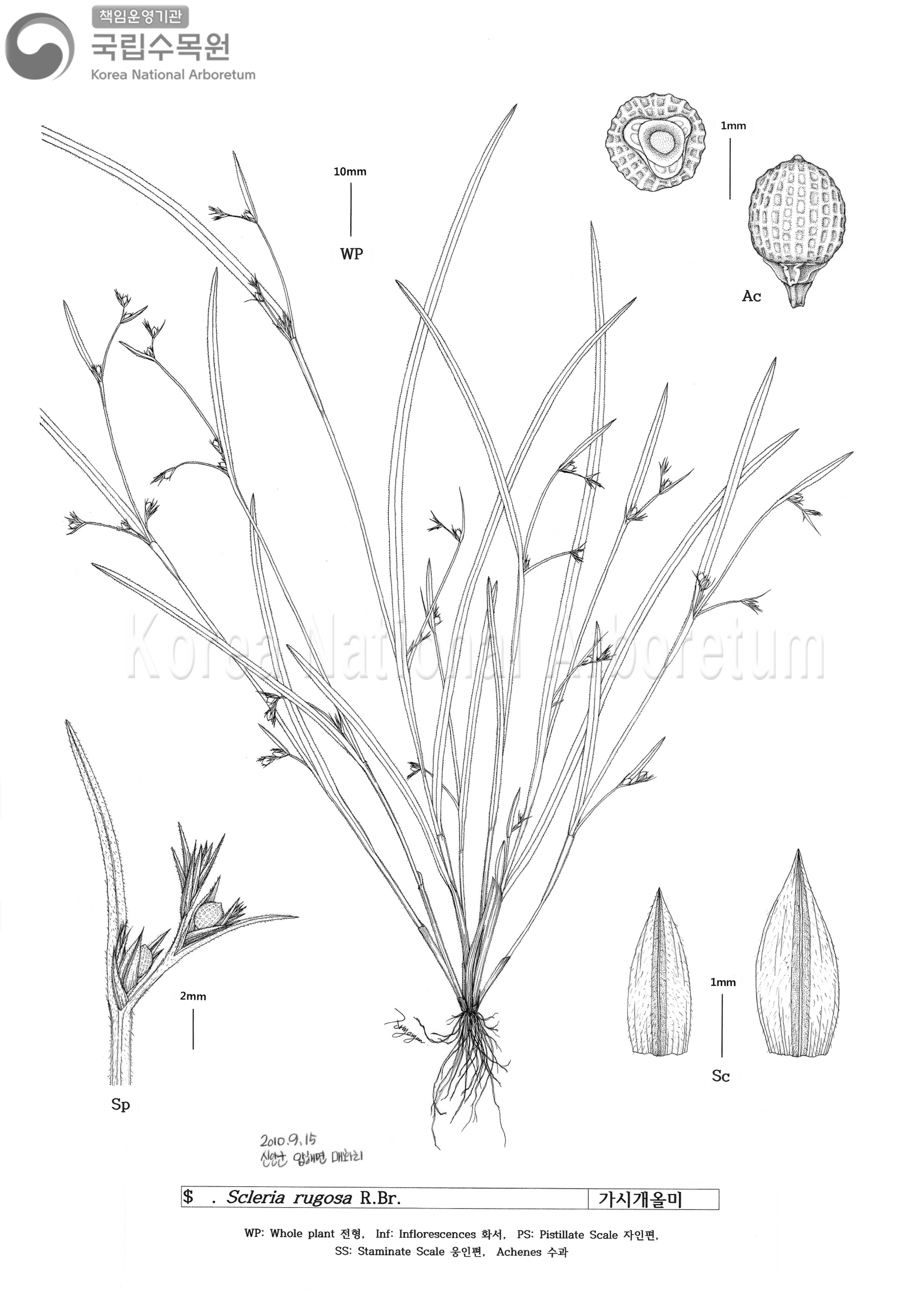 Plant Illustration Detailed View