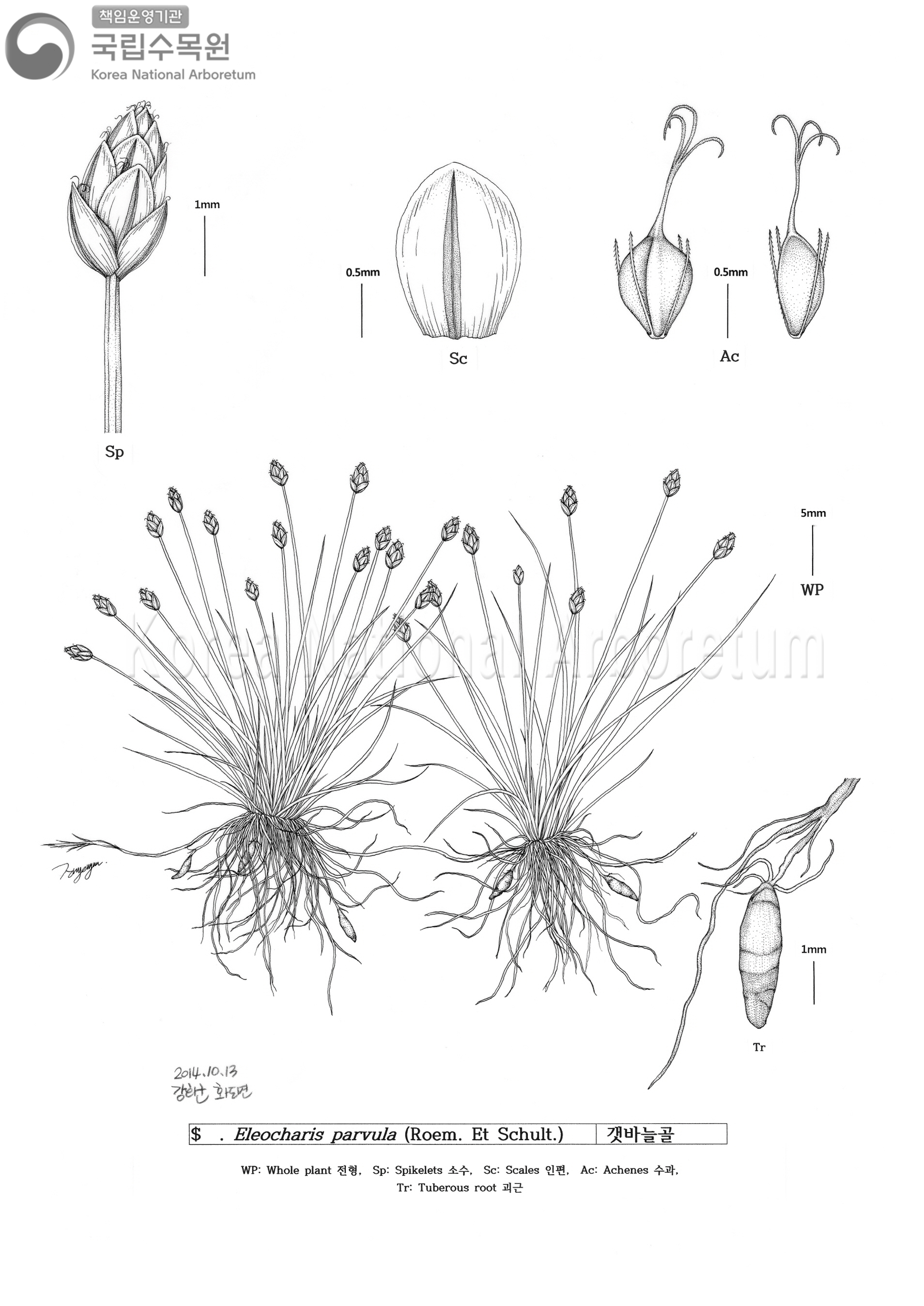 Plant Illustration Detailed View