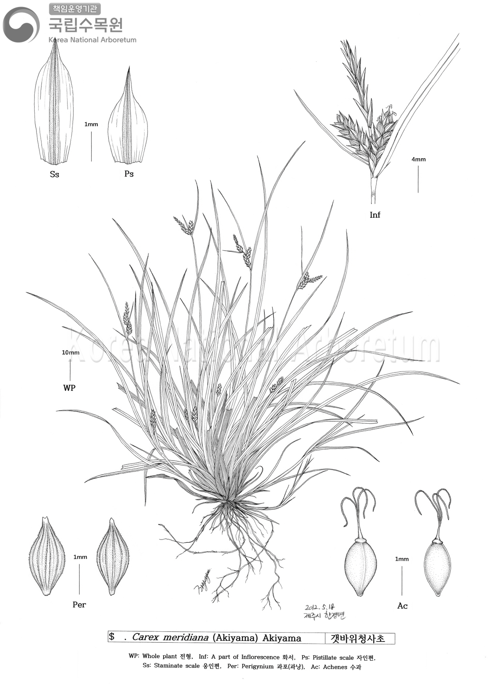 Plant Illustration Detailed View