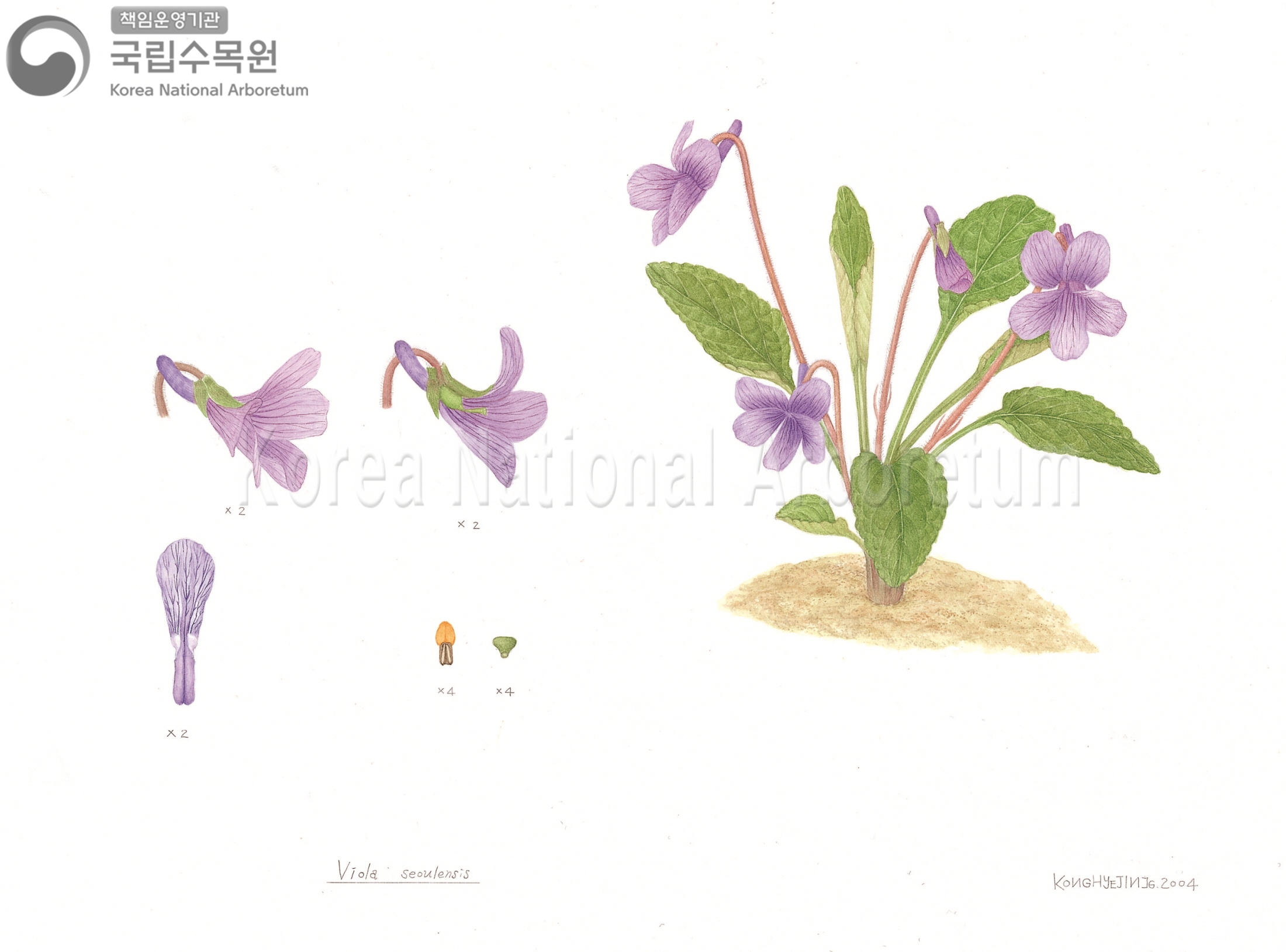 Plant Illustration Detailed View