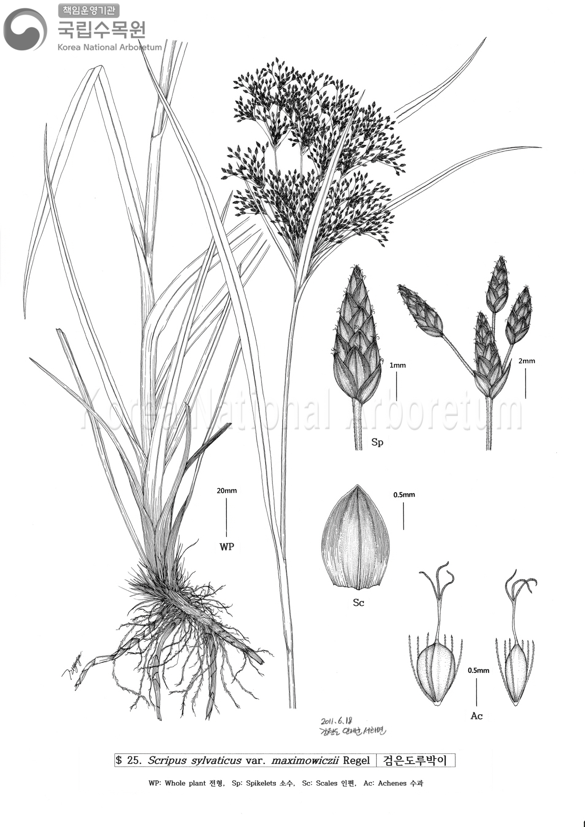 Plant Illustration Detailed View