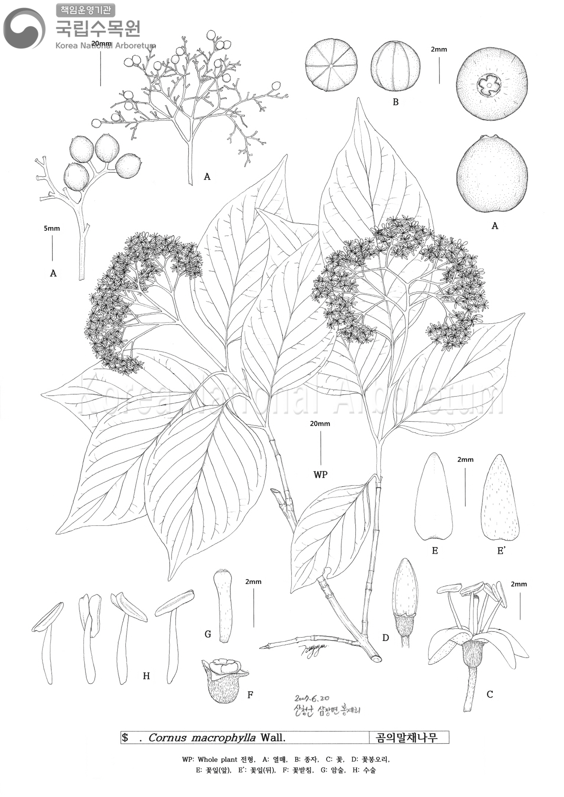 Plant Illustration Detailed View