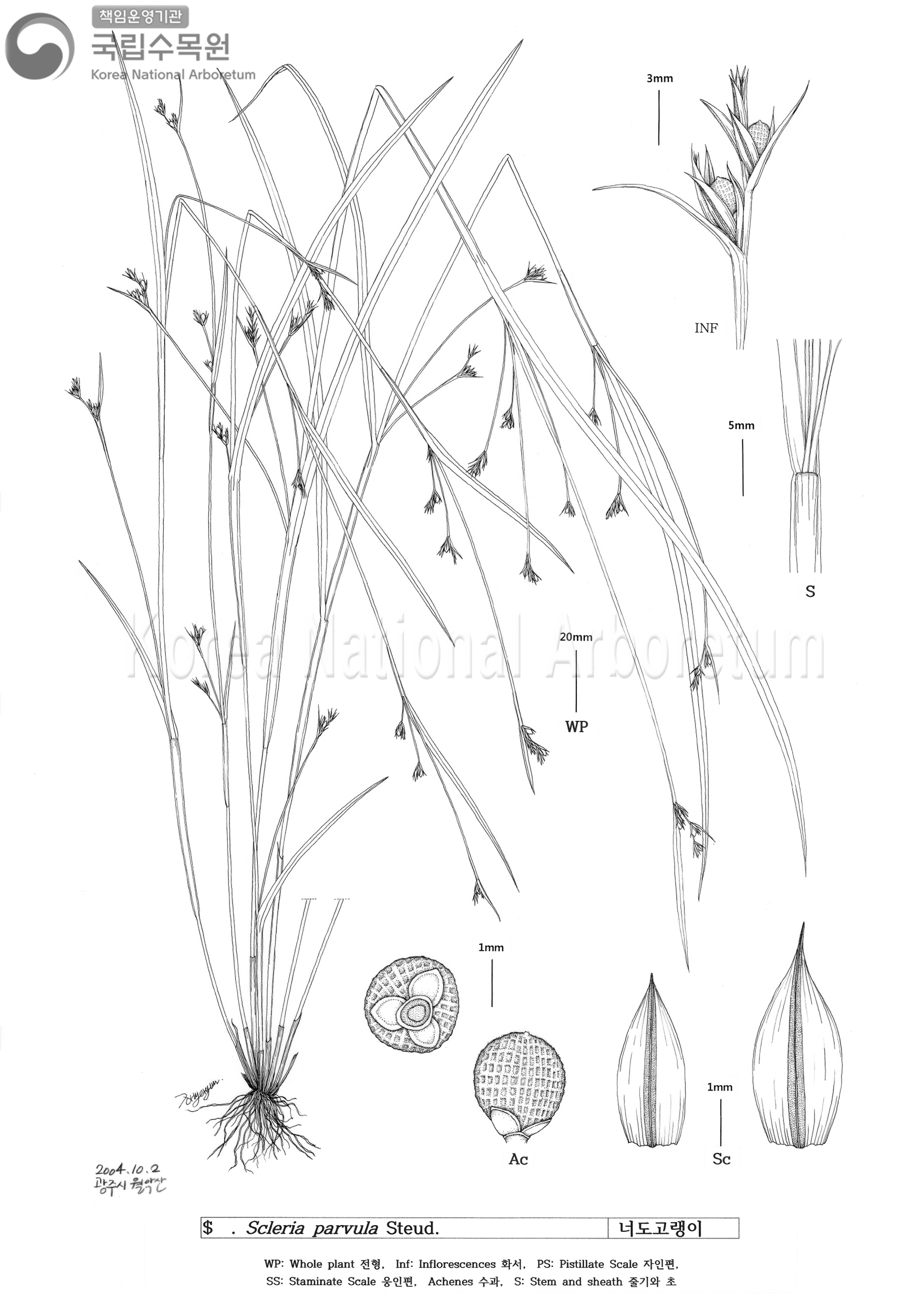 Plant Illustration Detailed View