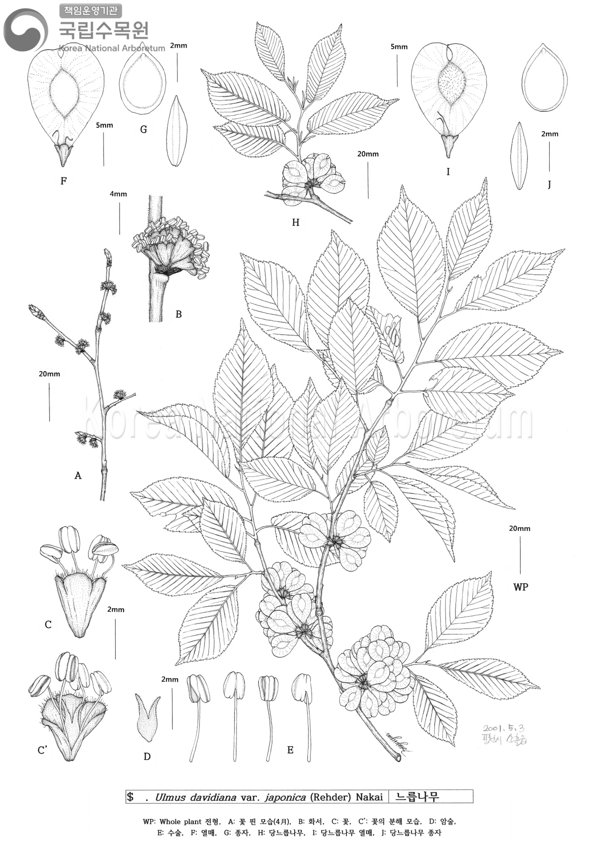 Plant Illustration Detailed View