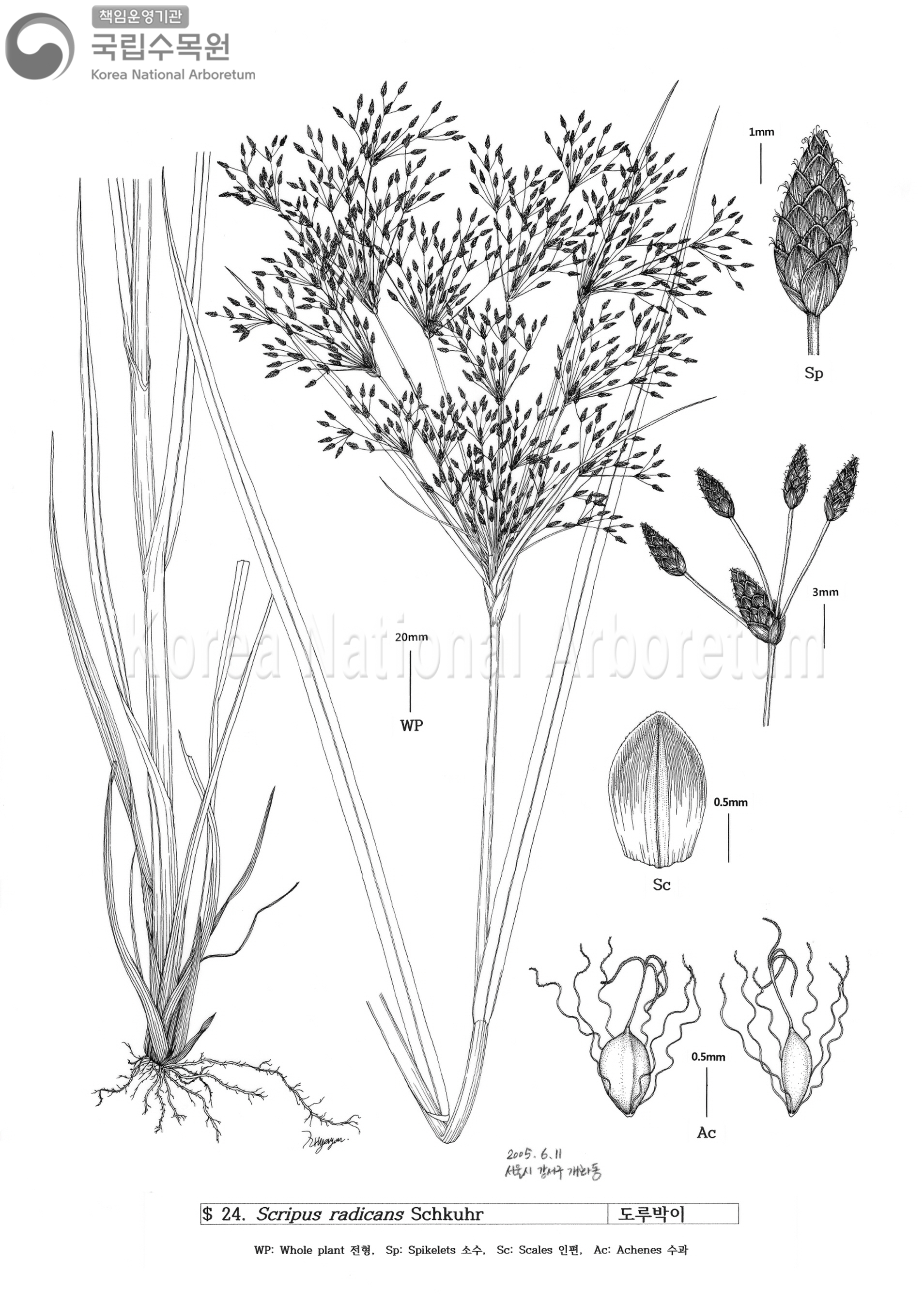 Plant Illustration Detailed View