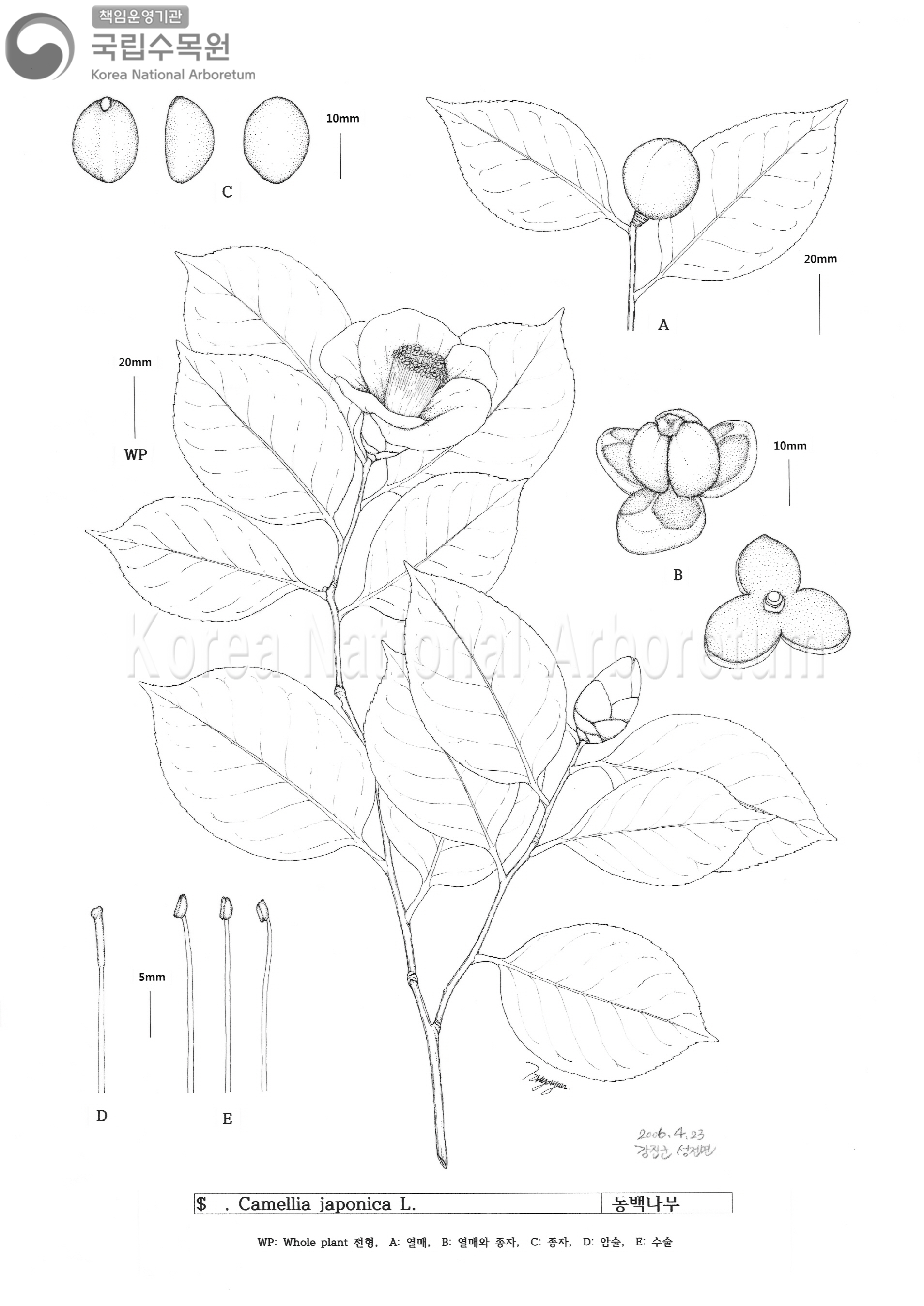 Plant Illustration Detailed View