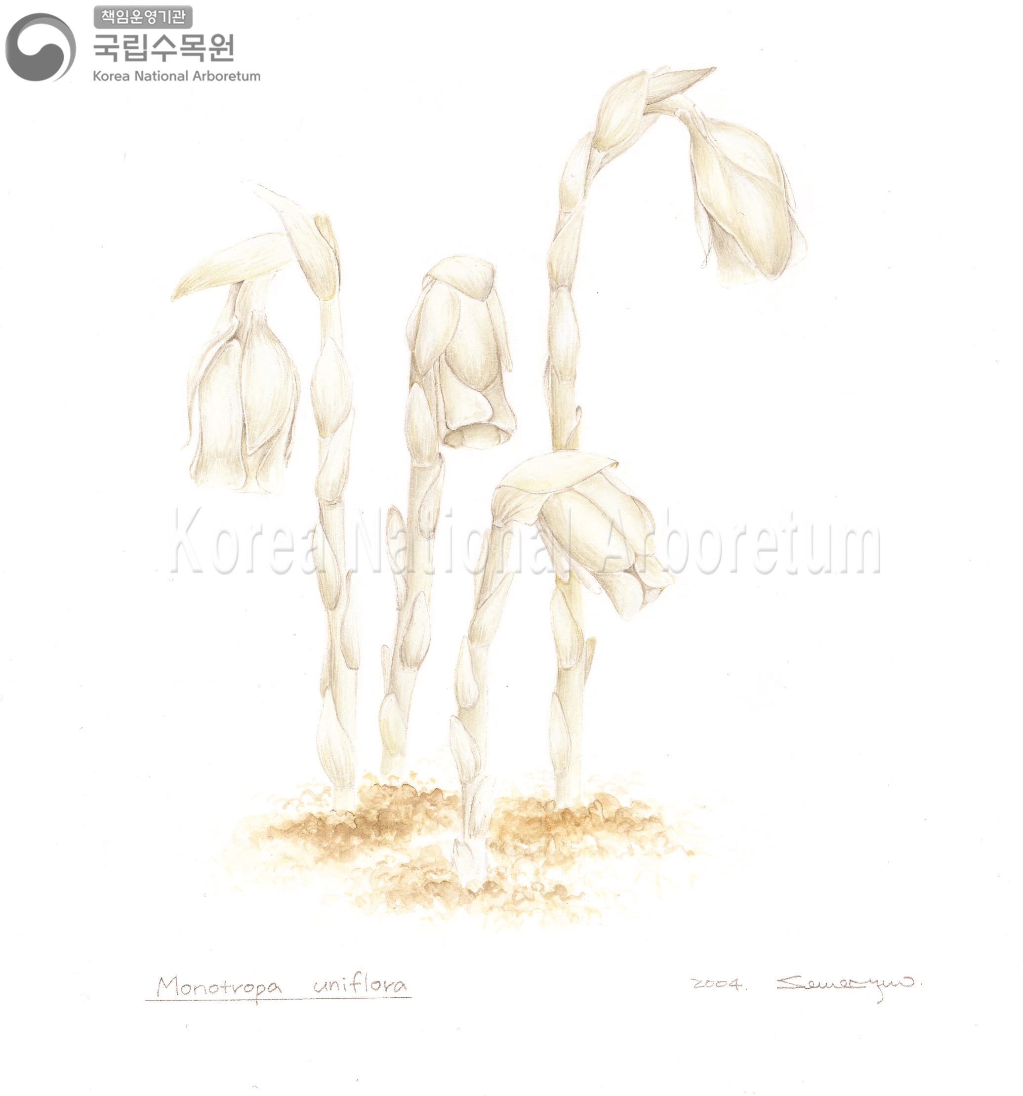 Plant Illustration Detailed View