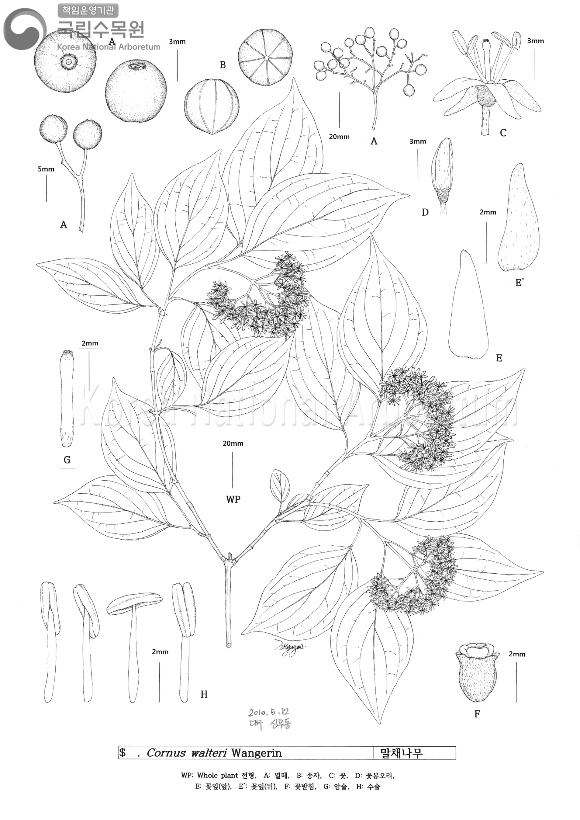 Plant Illustration Detailed View