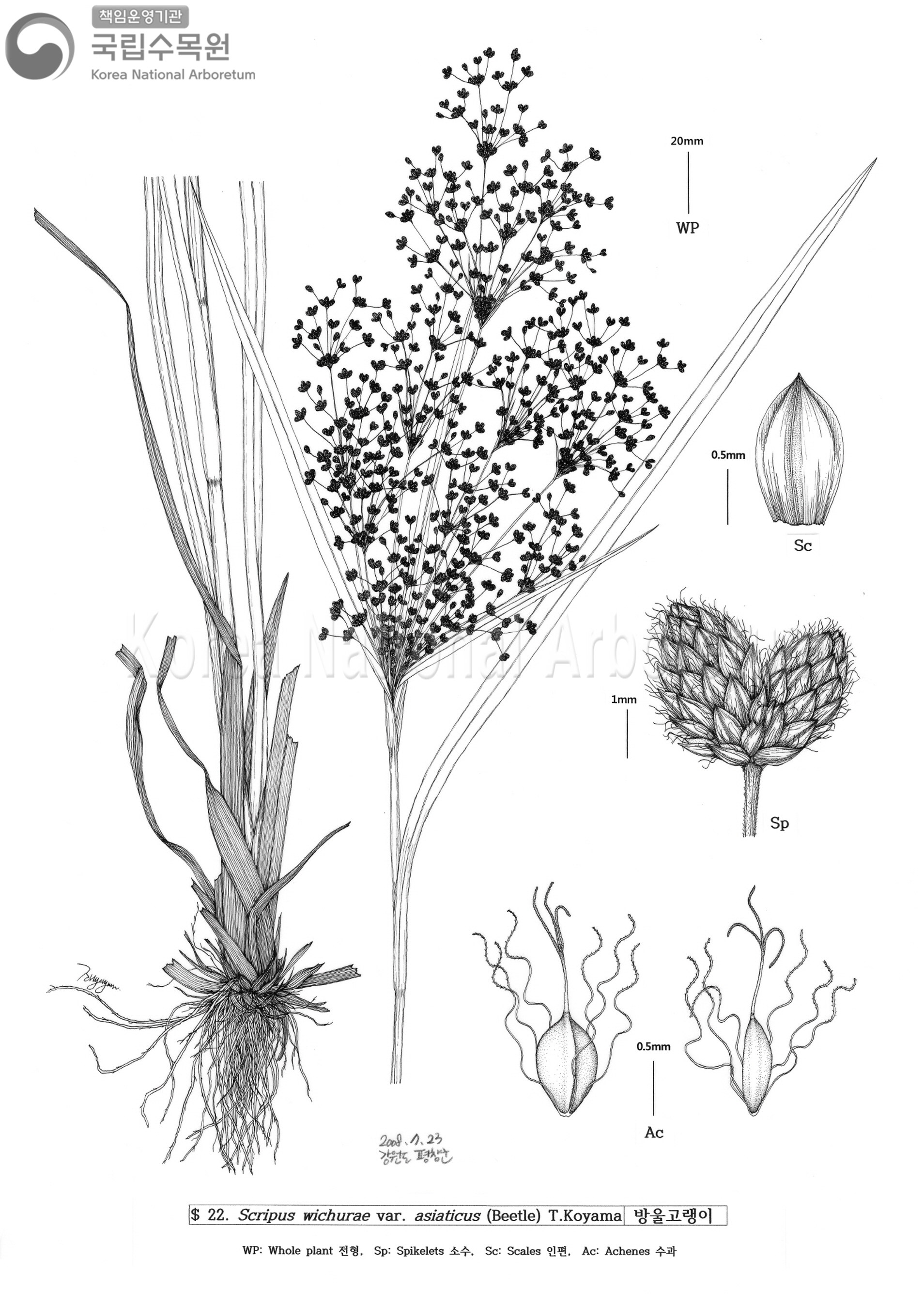 Plant Illustration Detailed View