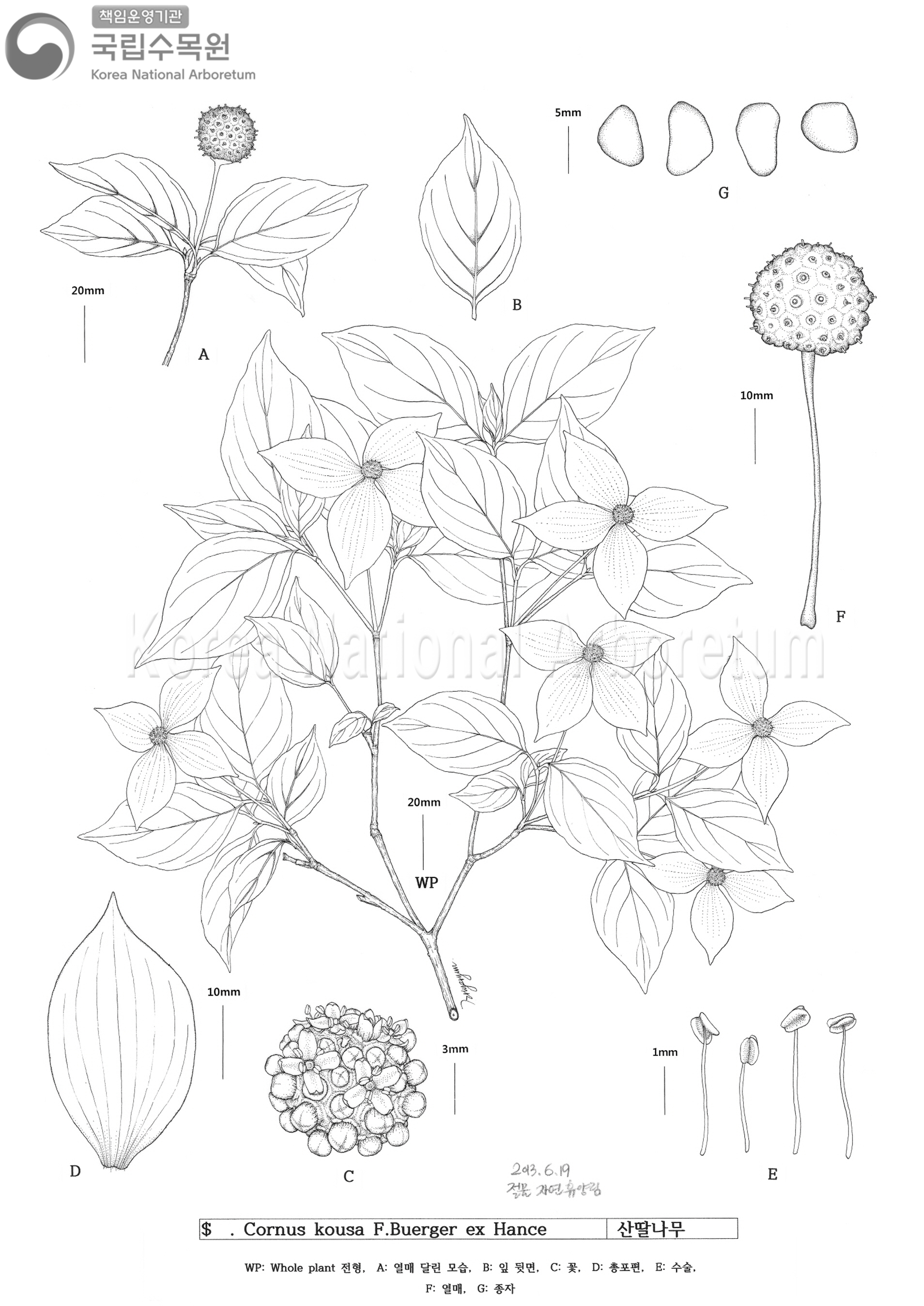 Plant Illustration Detailed View