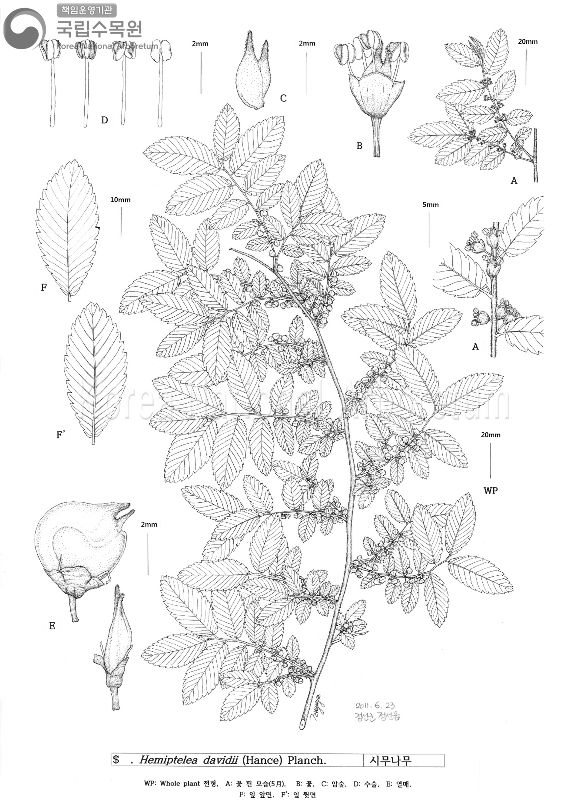 Plant Illustration Detailed View