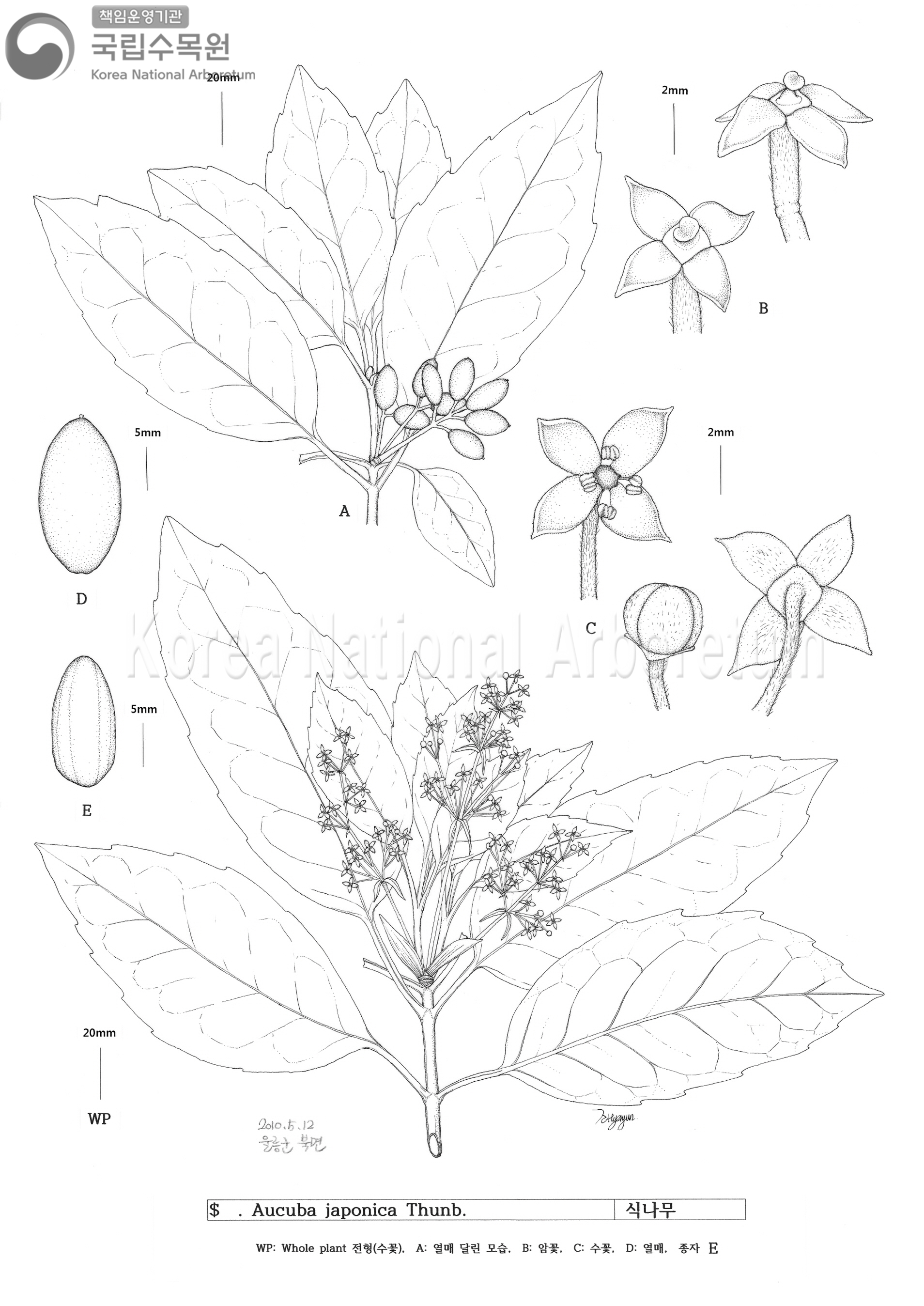 Plant Illustration Detailed View