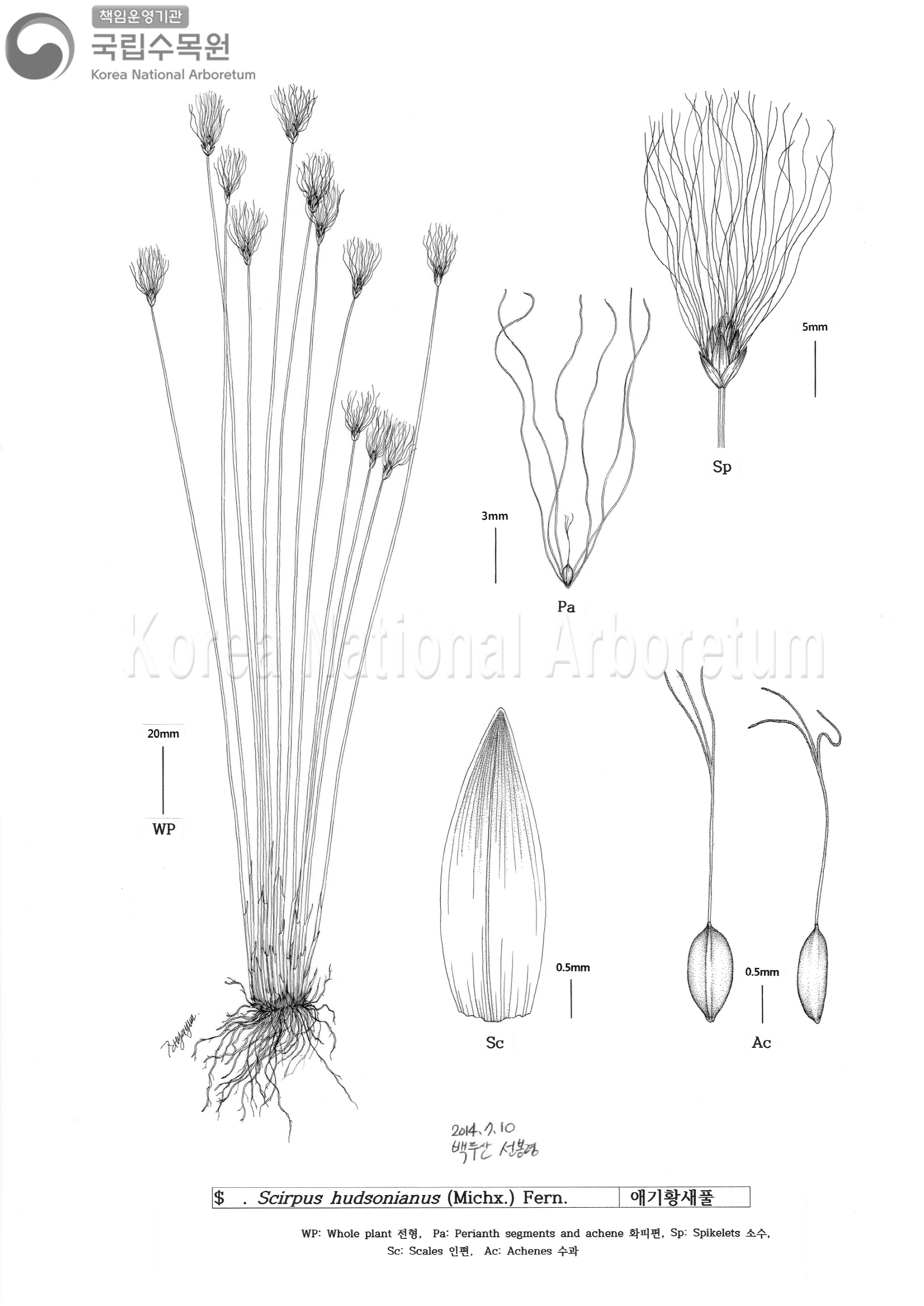 Plant Illustration Detailed View