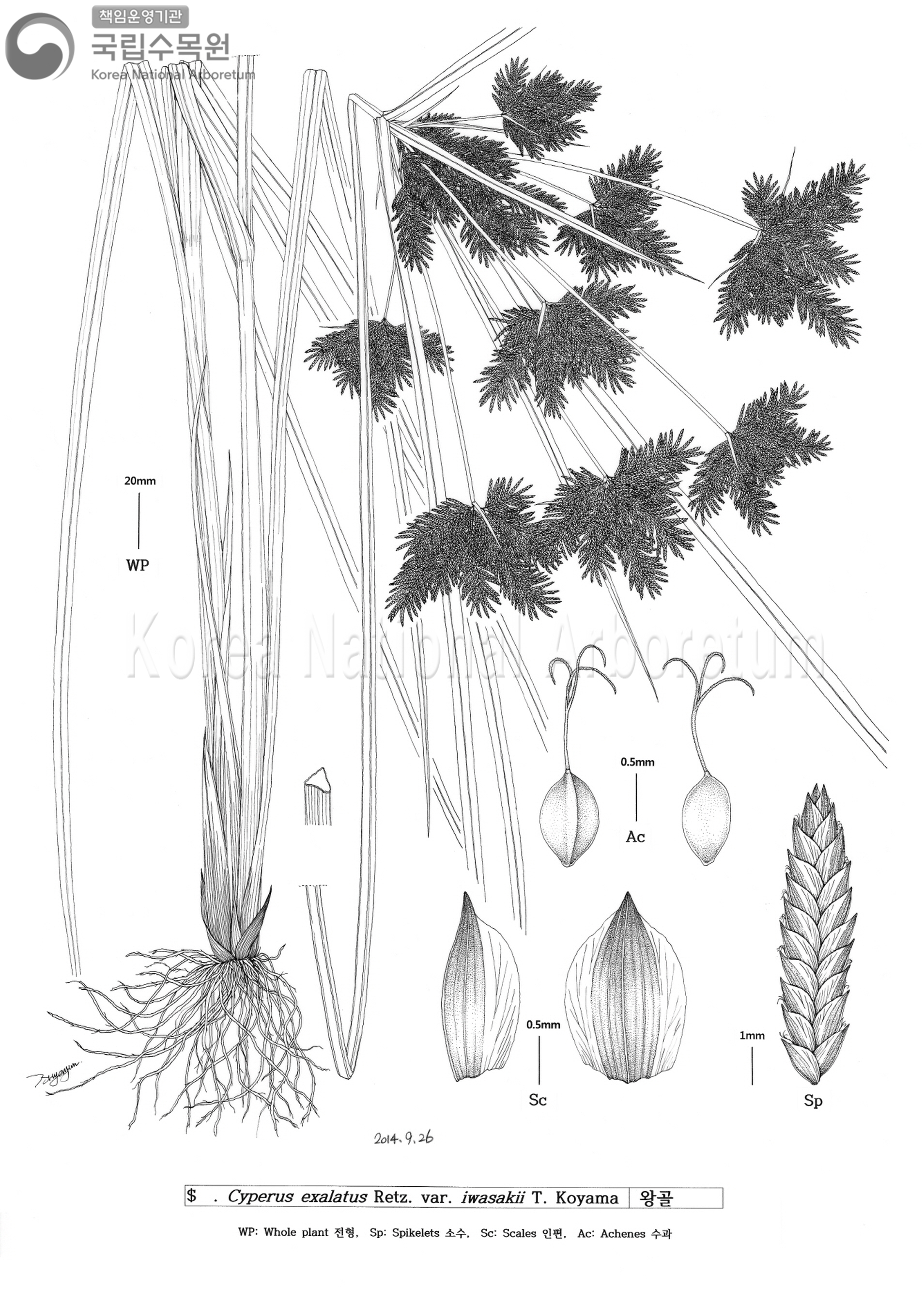 Plant Illustration Detailed View